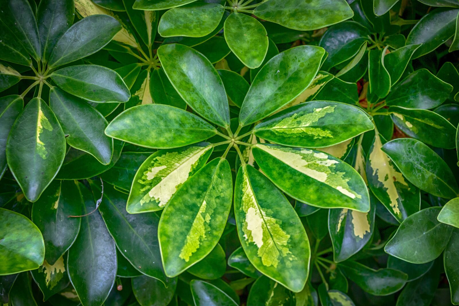 Canon EOS 650D (EOS Rebel T4i / EOS Kiss X6i) sample photo. Leaves, green, pattern photography