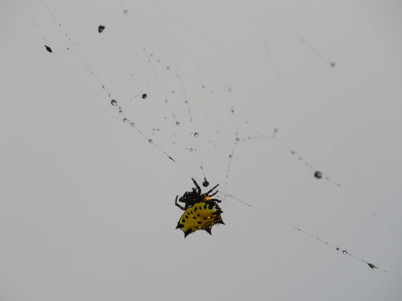 Canon PowerShot SX50 HS sample photo. Insects, nature, area photography