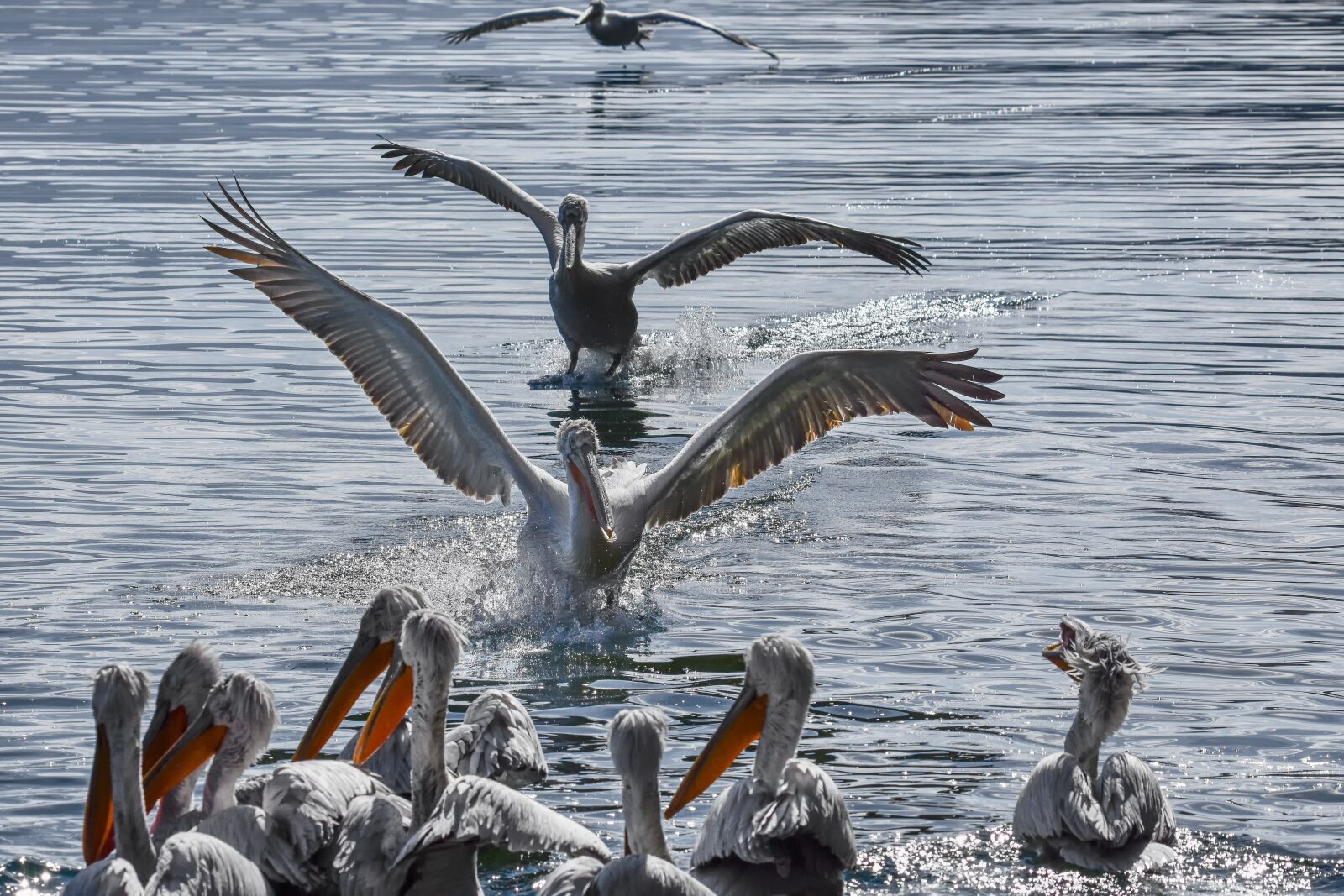 Nikon D7200 sample photo. Birds, pelicans, nature photography