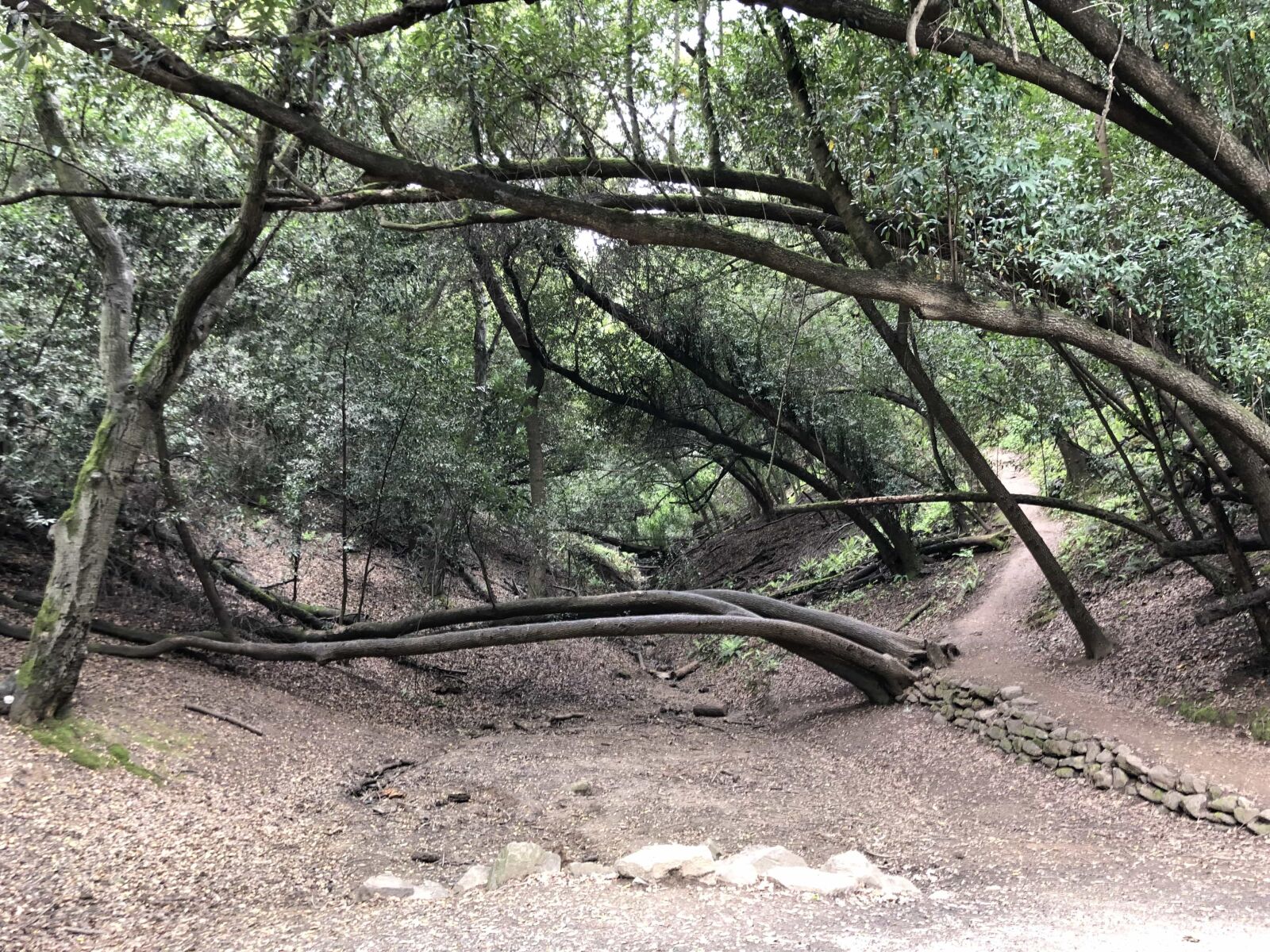 Apple iPhone X sample photo. Forest path, tree, nature photography