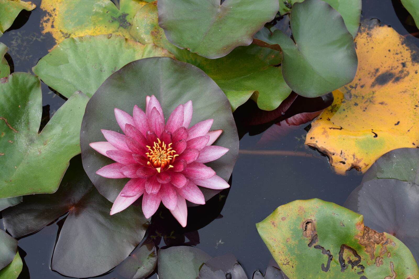 Nikon D3300 sample photo. Sacred lotus, nelumbo nucifera photography