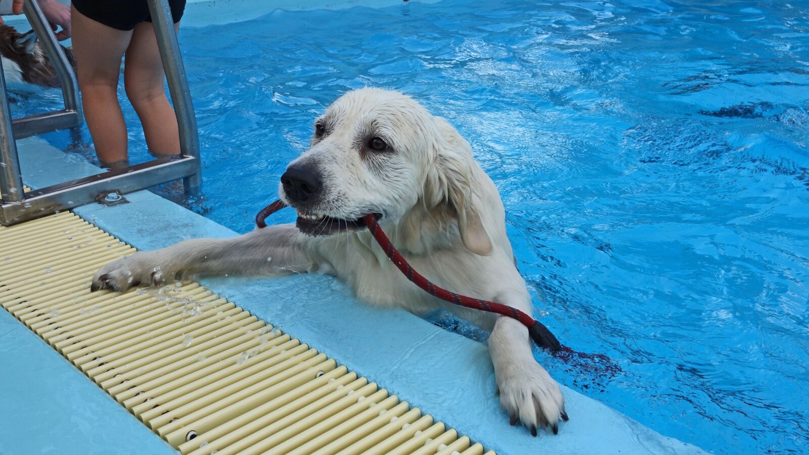 Sony Cyber-shot DSC-RX100 sample photo. Dog, swimming, swimming pool photography