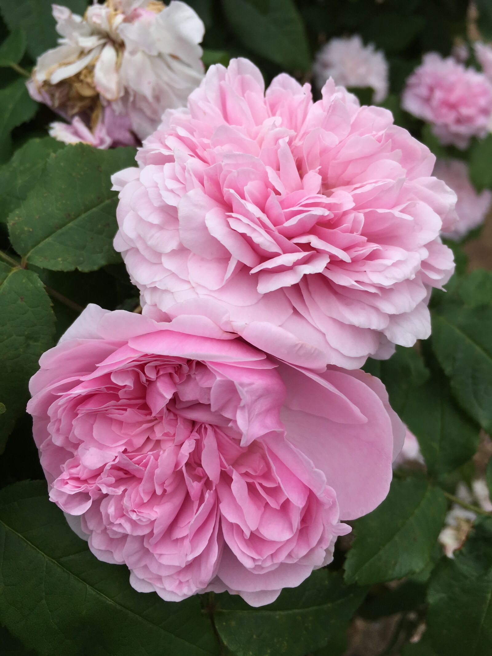 iPhone SE back camera 4.15mm f/2.2 sample photo. Peony, pink, nature photography