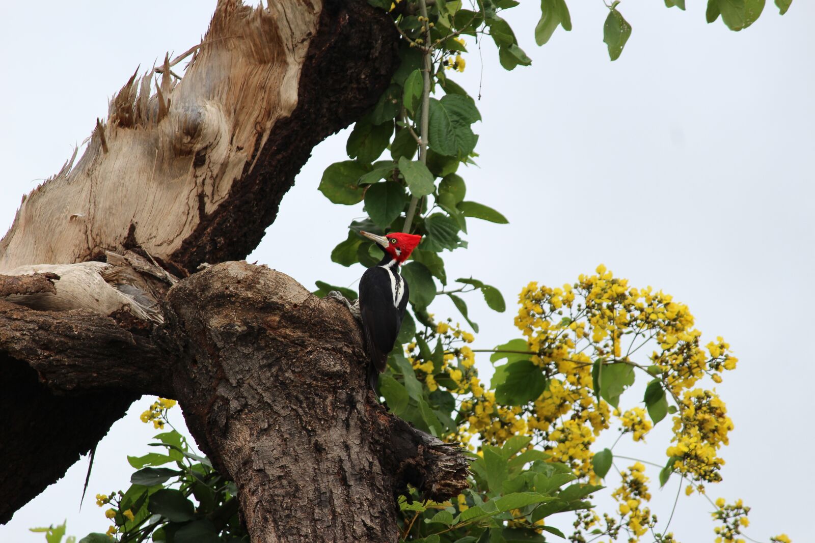 Canon EOS 1200D (EOS Rebel T5 / EOS Kiss X70 / EOS Hi) sample photo. Woodpecker, bird, forest photography