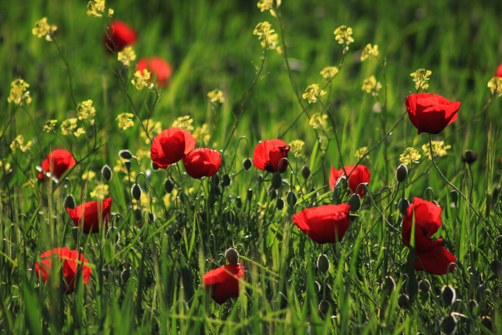 Canon EOS 500D (EOS Rebel T1i / EOS Kiss X3) sample photo. Papaver rhoeas, red, grass photography