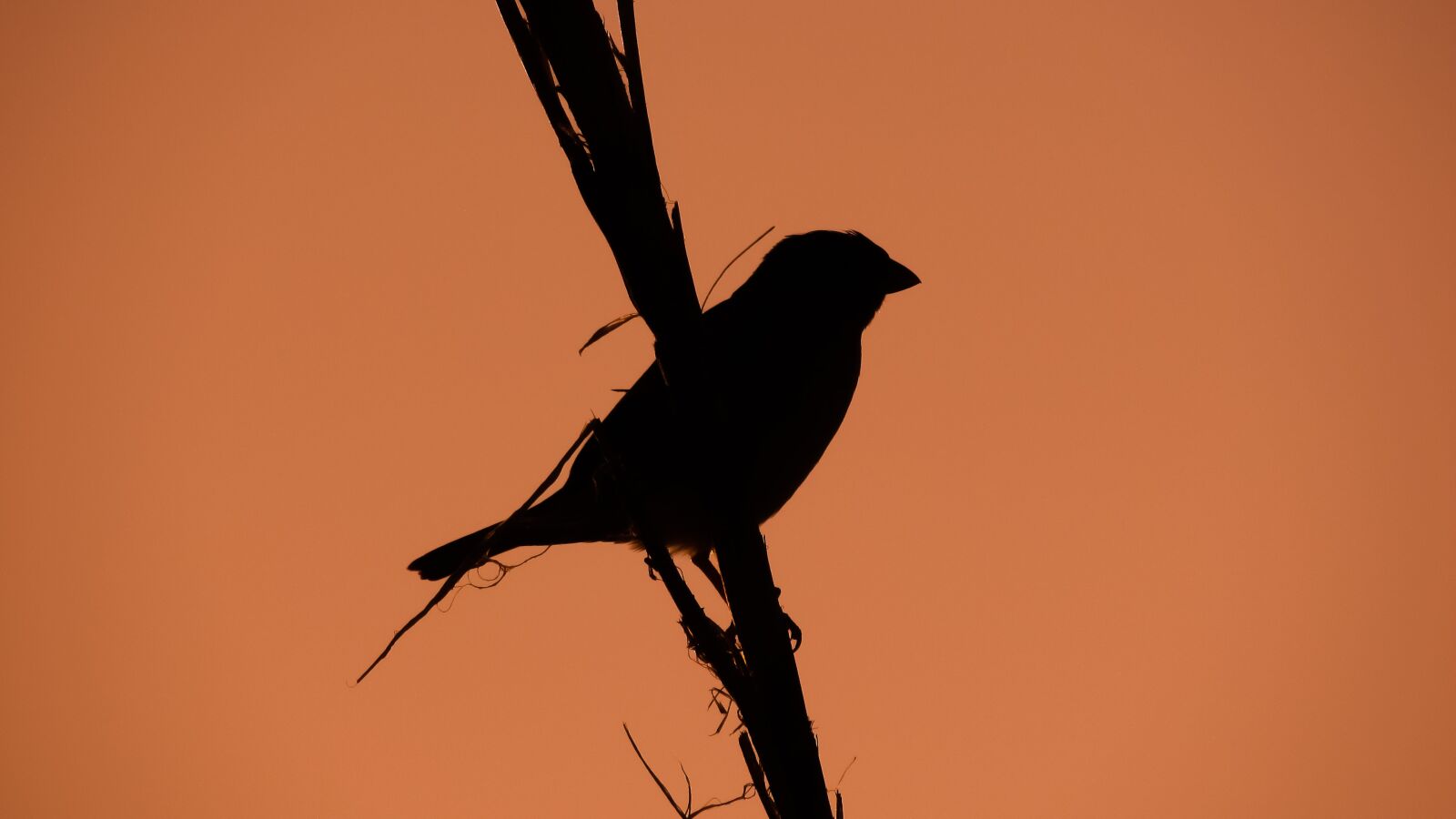 Canon PowerShot SX400 IS sample photo. Sparrow, branch, dusk photography