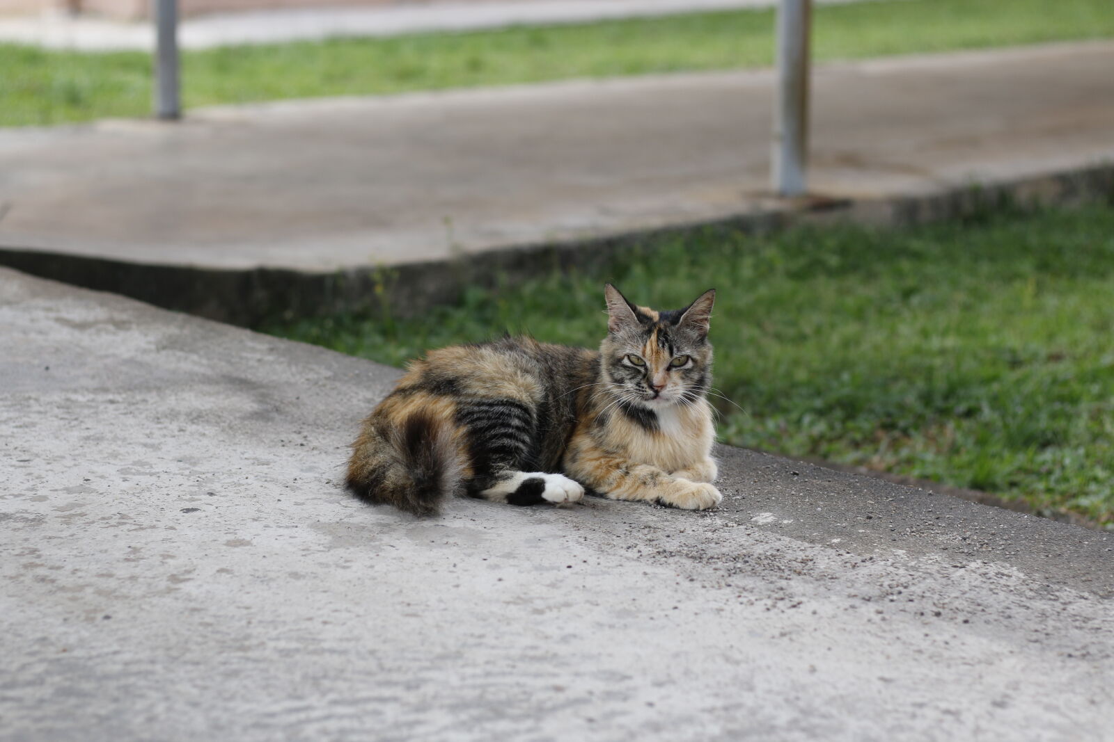 Canon EF 50mm F1.8 STM sample photo