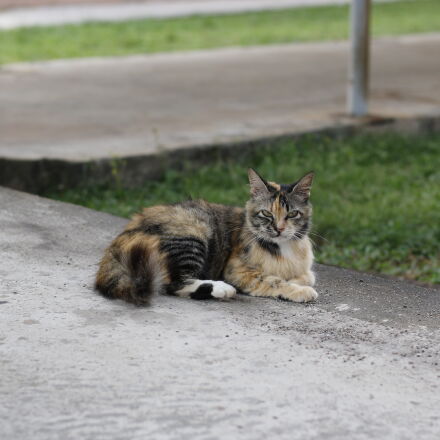 Canon EOS 70D + Canon EF 50mm F1.8 STM sample photos - ExploreCams