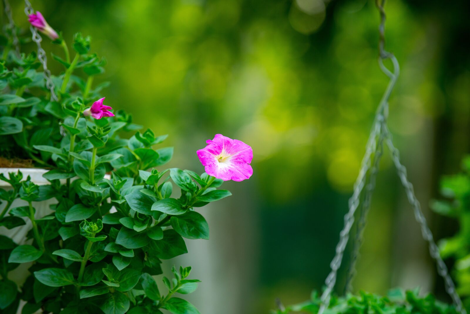 Nikon D810 sample photo. Flower, nest workshop, tree photography