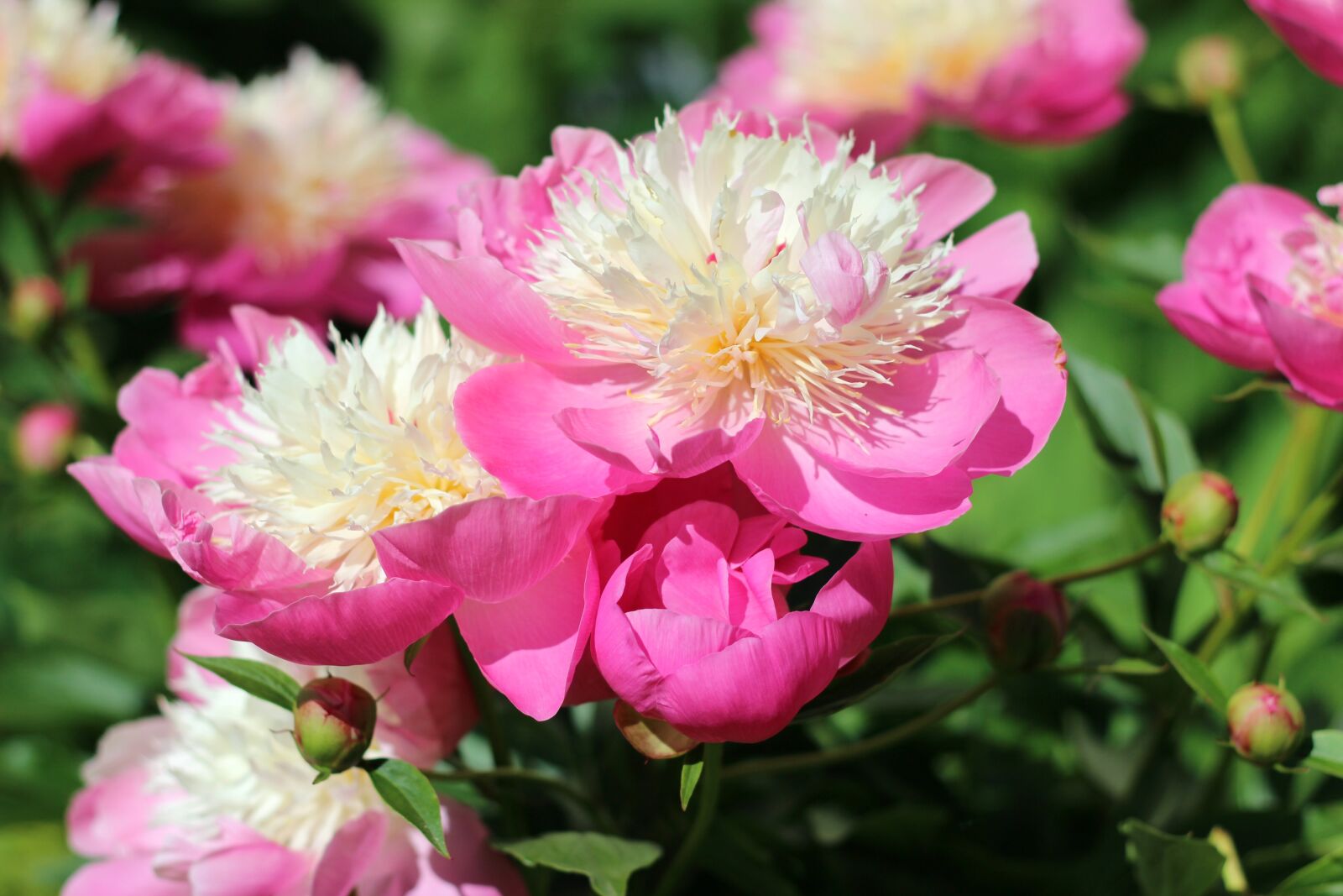 Canon EOS 600D (Rebel EOS T3i / EOS Kiss X5) + Canon EF 50mm F1.8 II sample photo. Peony, flower, pink photography