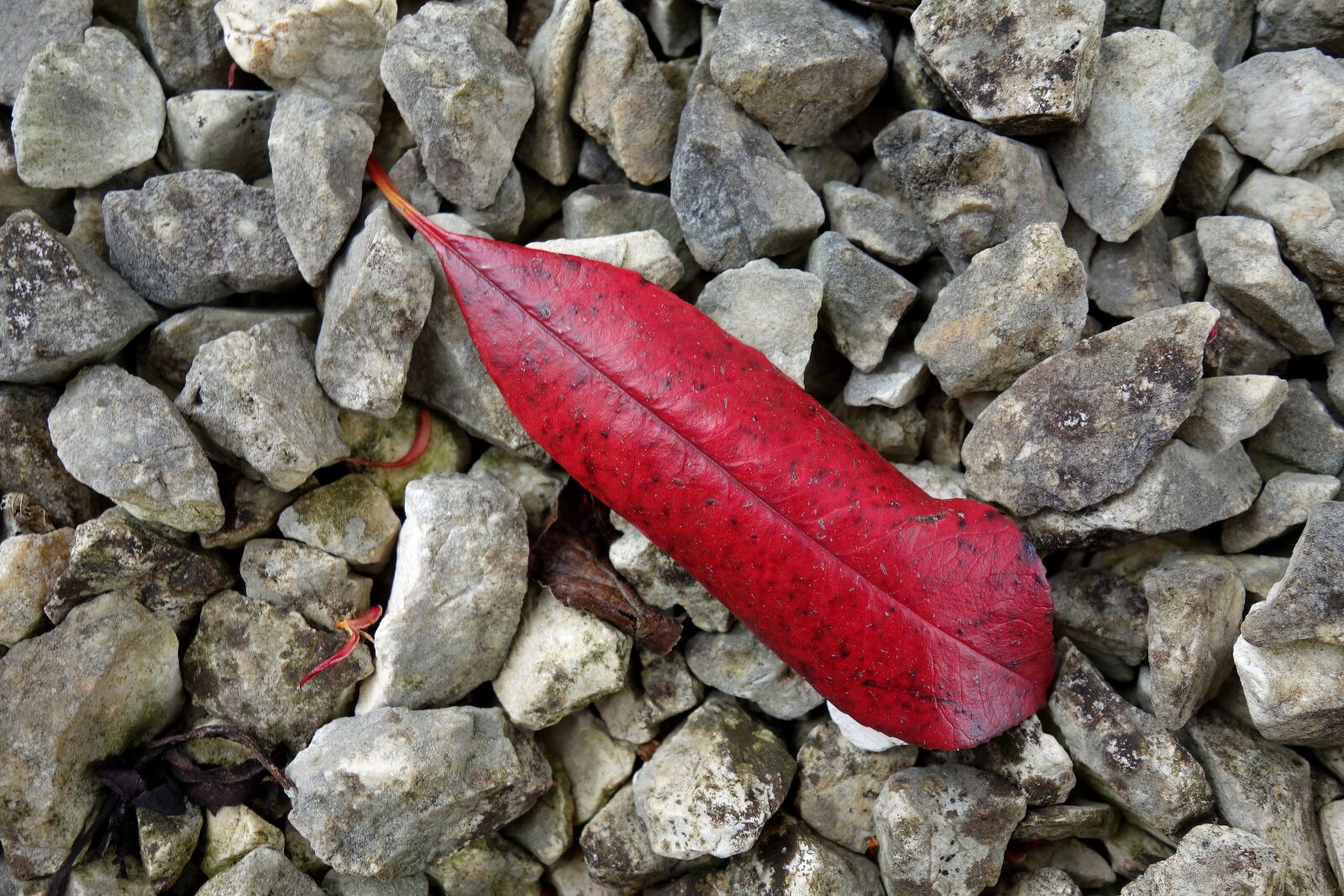 Sony Cyber-shot DSC-RX100 sample photo. Leaf, stones, nature photography