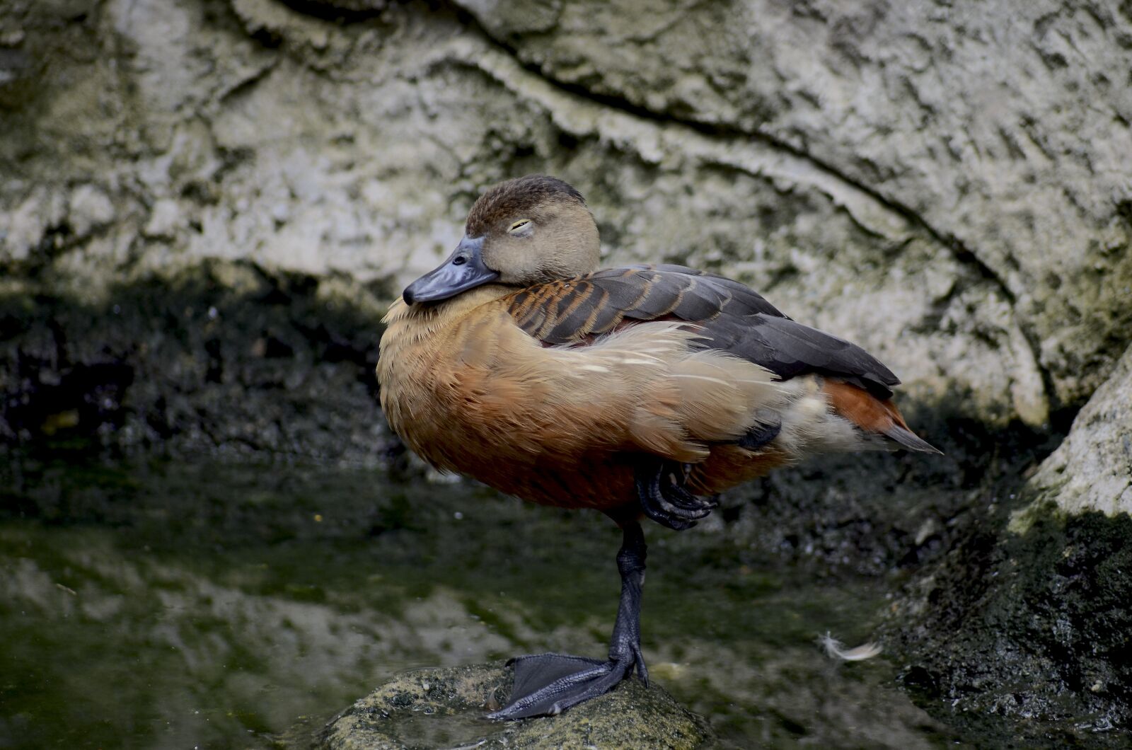 Nikon D7000 sample photo. Birds le le, standing photography
