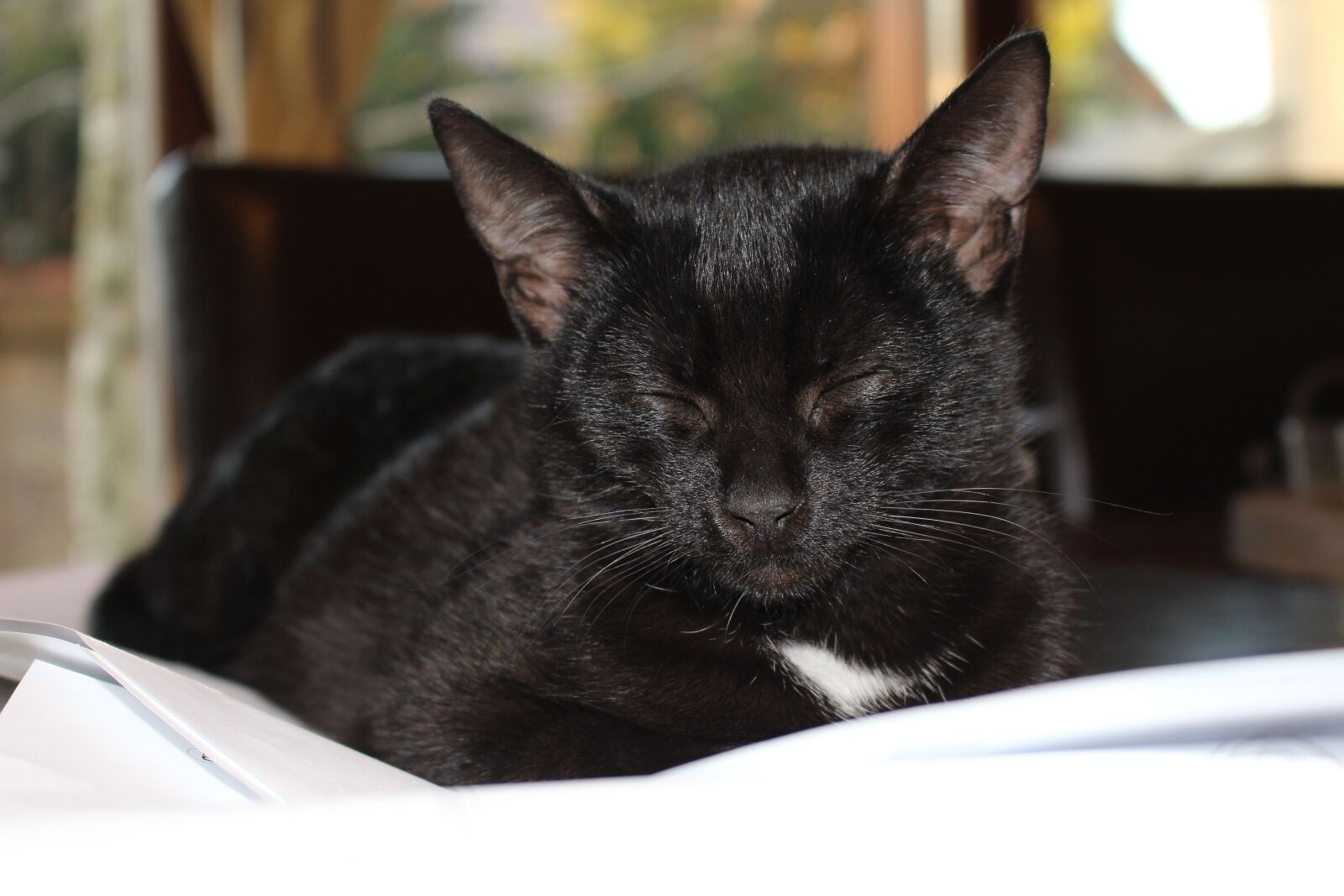 Canon EOS 700D (EOS Rebel T5i / EOS Kiss X7i) sample photo. Black, kitten, cat photography