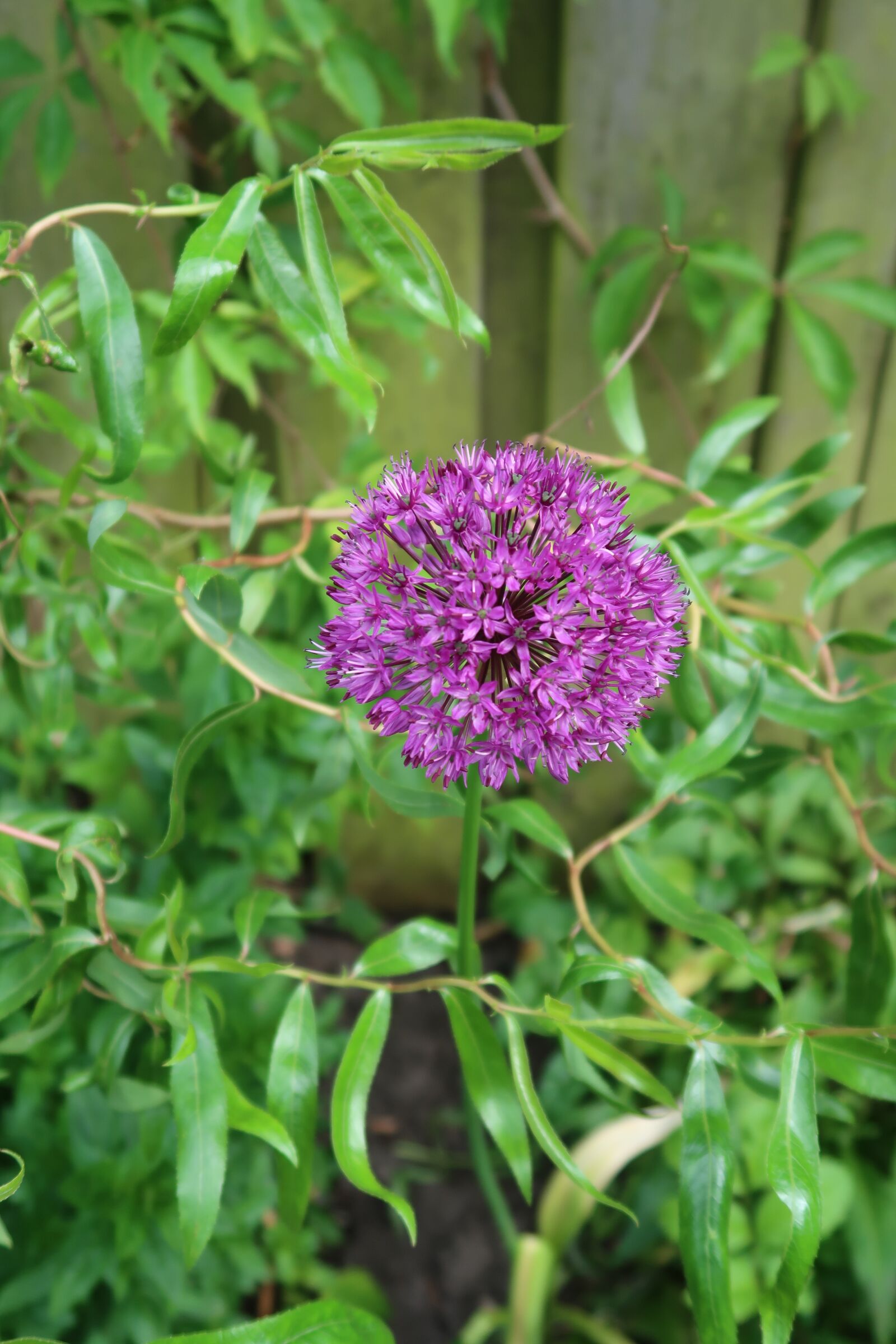 Canon PowerShot G7 X Mark II sample photo. Flower, purple, bol photography