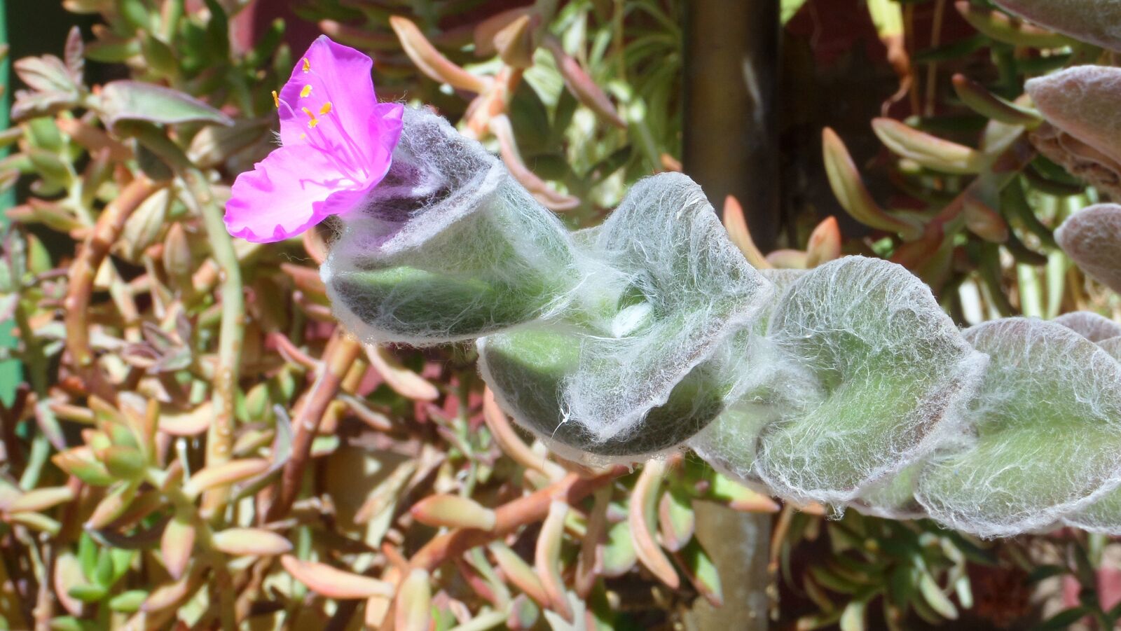 Samsung WB200F/WB201F/WB202F sample photo. Flowers, cotton, sun photography