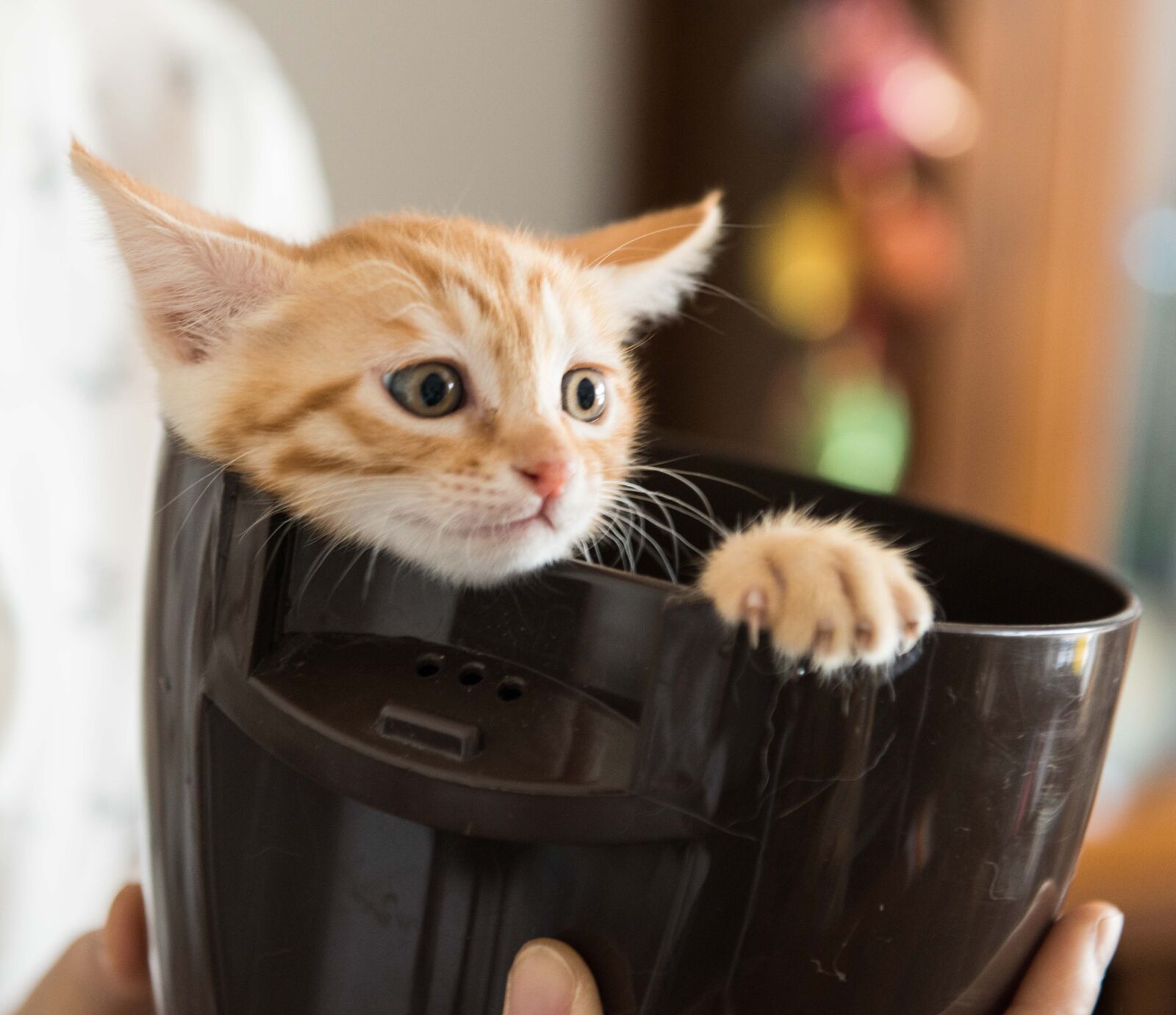 Nikon AF-S Nikkor 24-70mm F2.8G ED sample photo. Baby, cats, cute, small photography