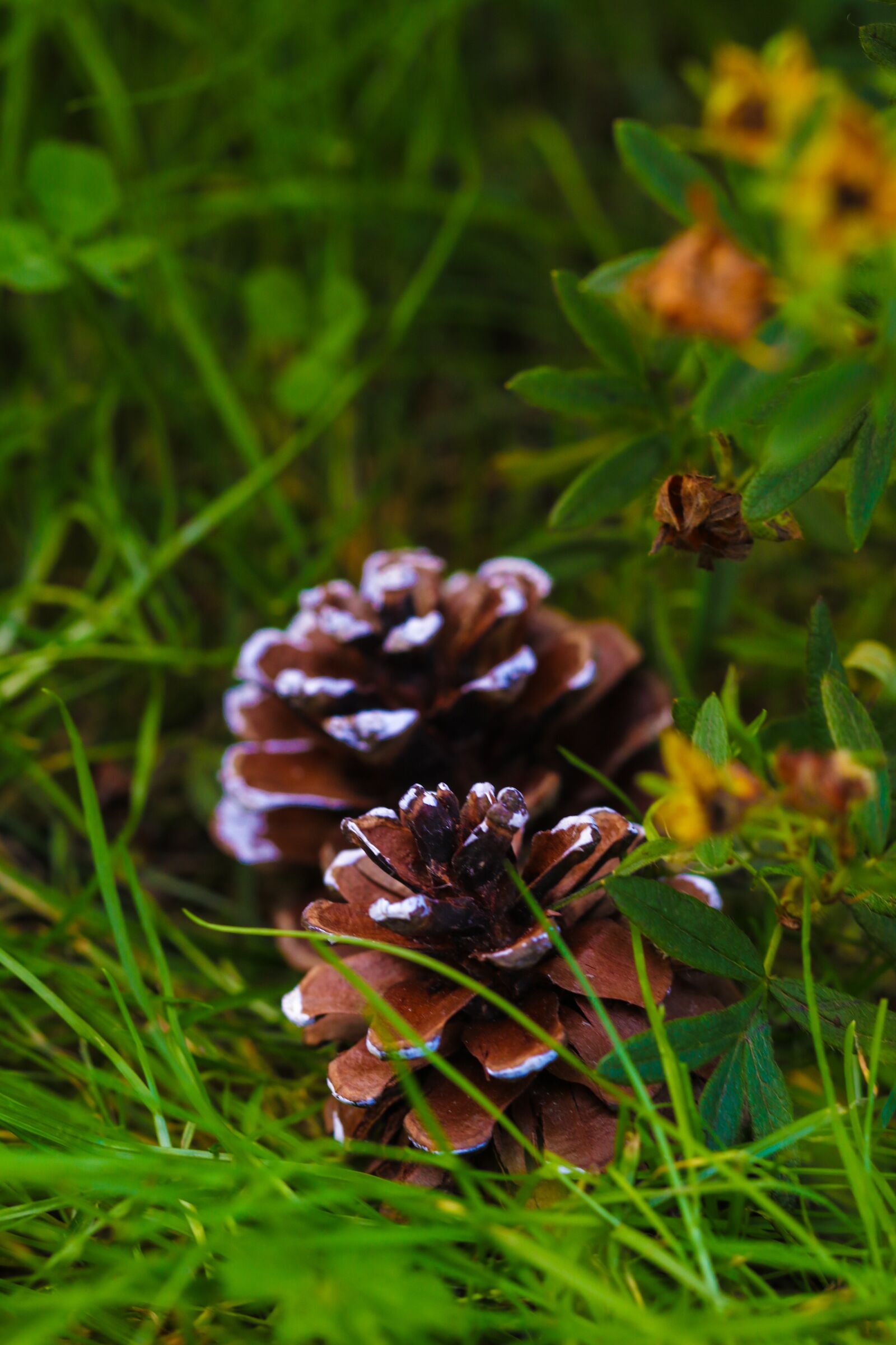 Canon EOS 7D Mark II sample photo. Pinecone, grass, plant photography