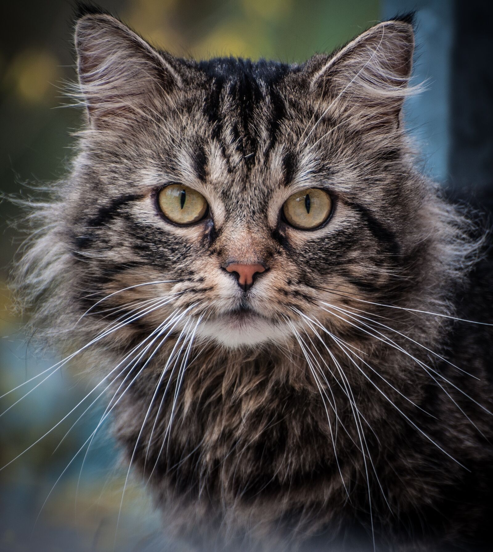 Nikon D90 sample photo. Cat, portrait, eyes photography