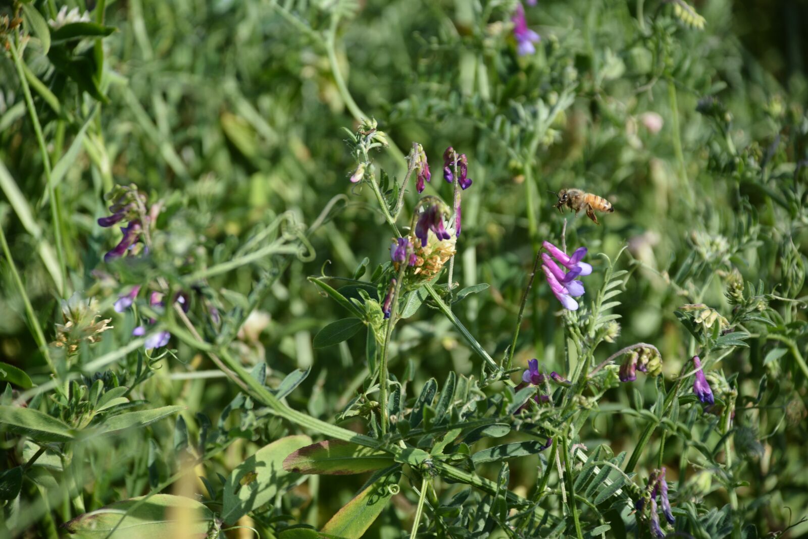 Nikon D7100 sample photo. Flower, flora, summer photography