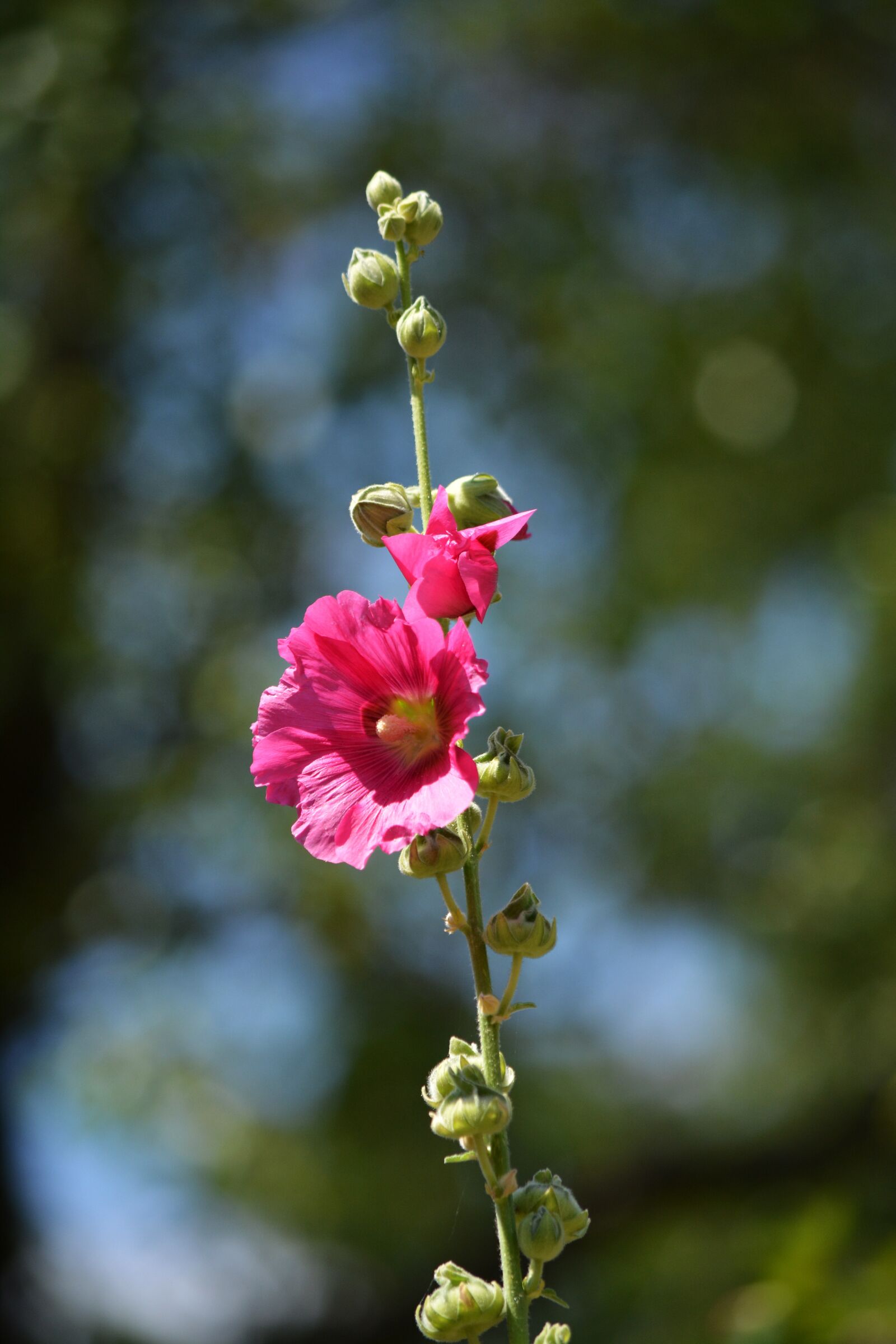 Nikon D5200 sample photo. Pink flower, plant, blossom photography