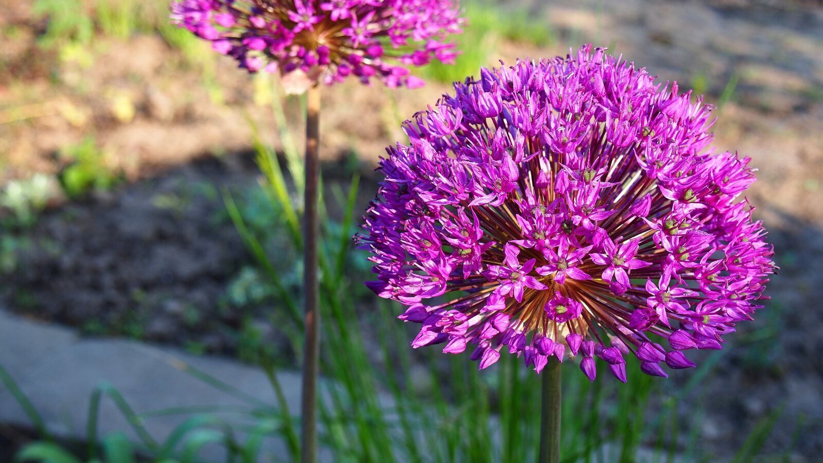 Olympus PEN E-PL6 sample photo. Garlic, blooms, garlic g photography