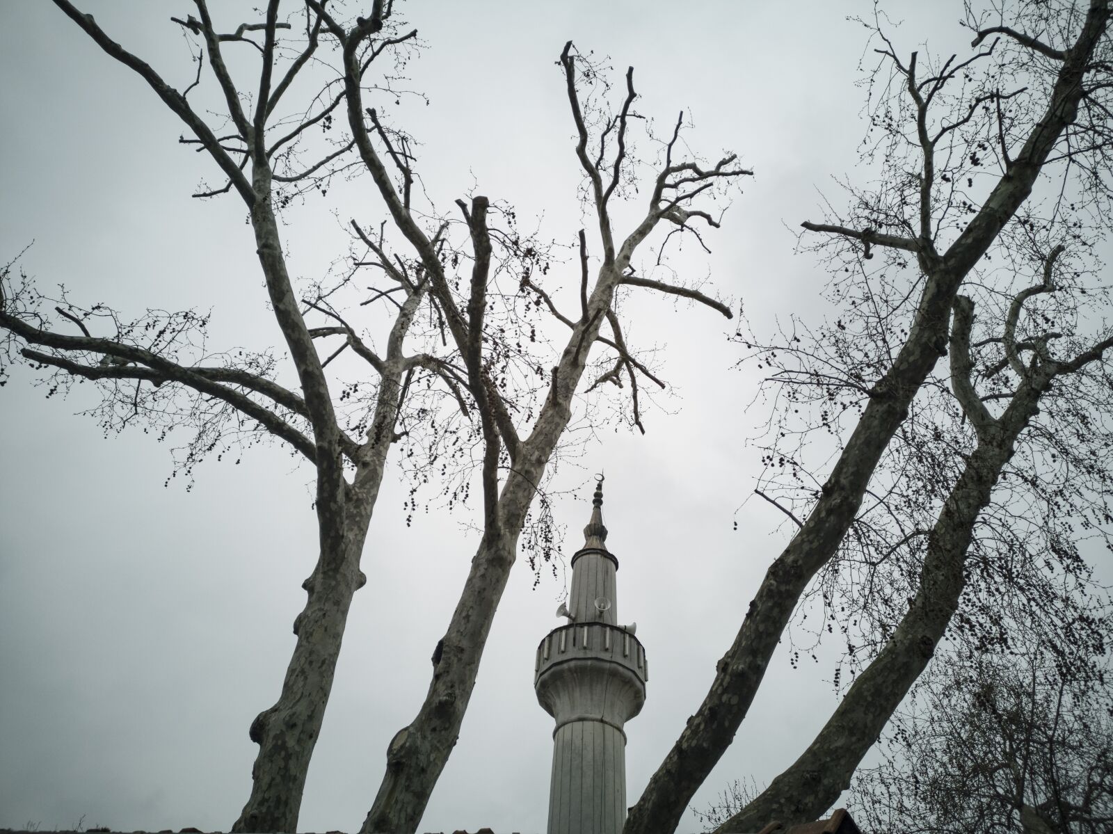 HUAWEI CLT-L09 sample photo. Cami, minaret, tree photography