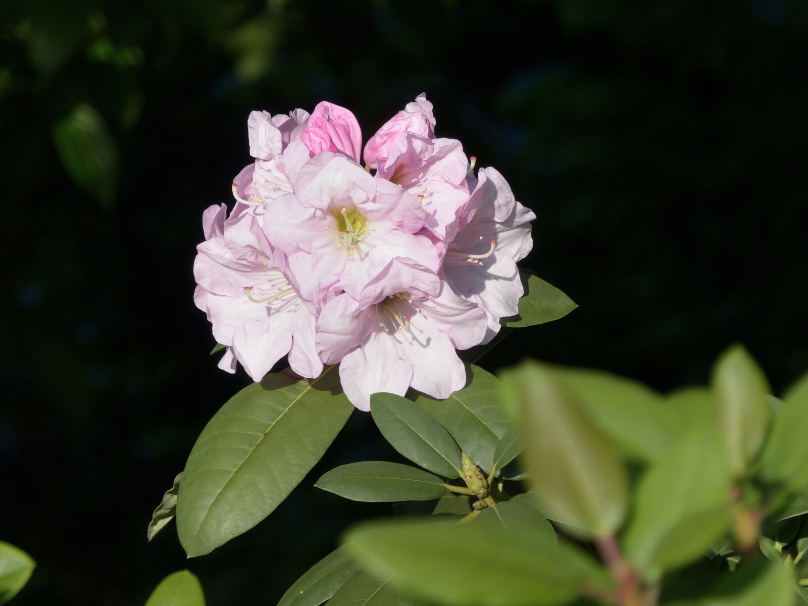 Panasonic Lumix DMC-FZ200 sample photo. Rhododendron, azalea, flower photography