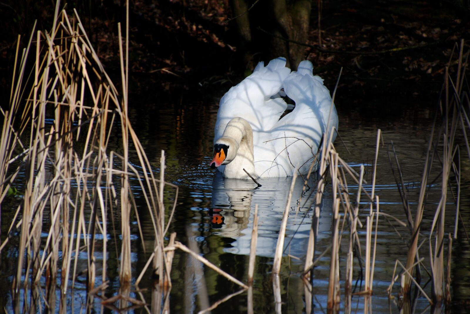 Nikon D80 sample photo. Swan, bird, water photography