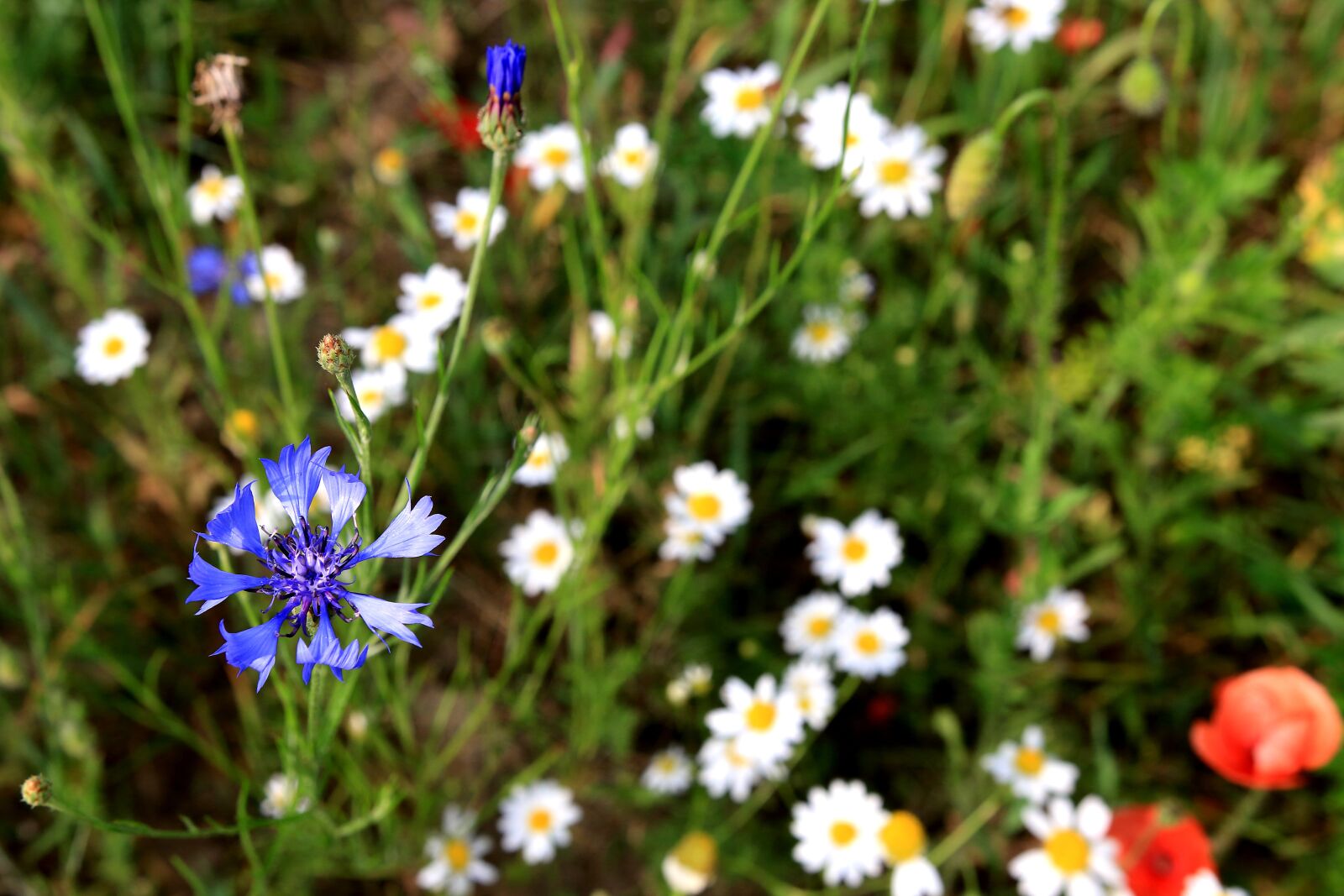 Canon EOS 70D sample photo. Polish, flowers, meadow photography