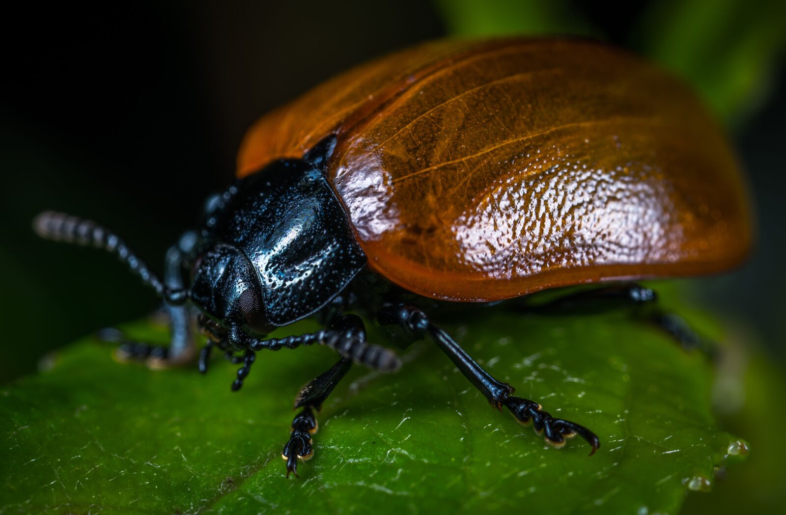 #124 65/2.8 sample photo. Bespozvonochnoe, insect, beetle photography