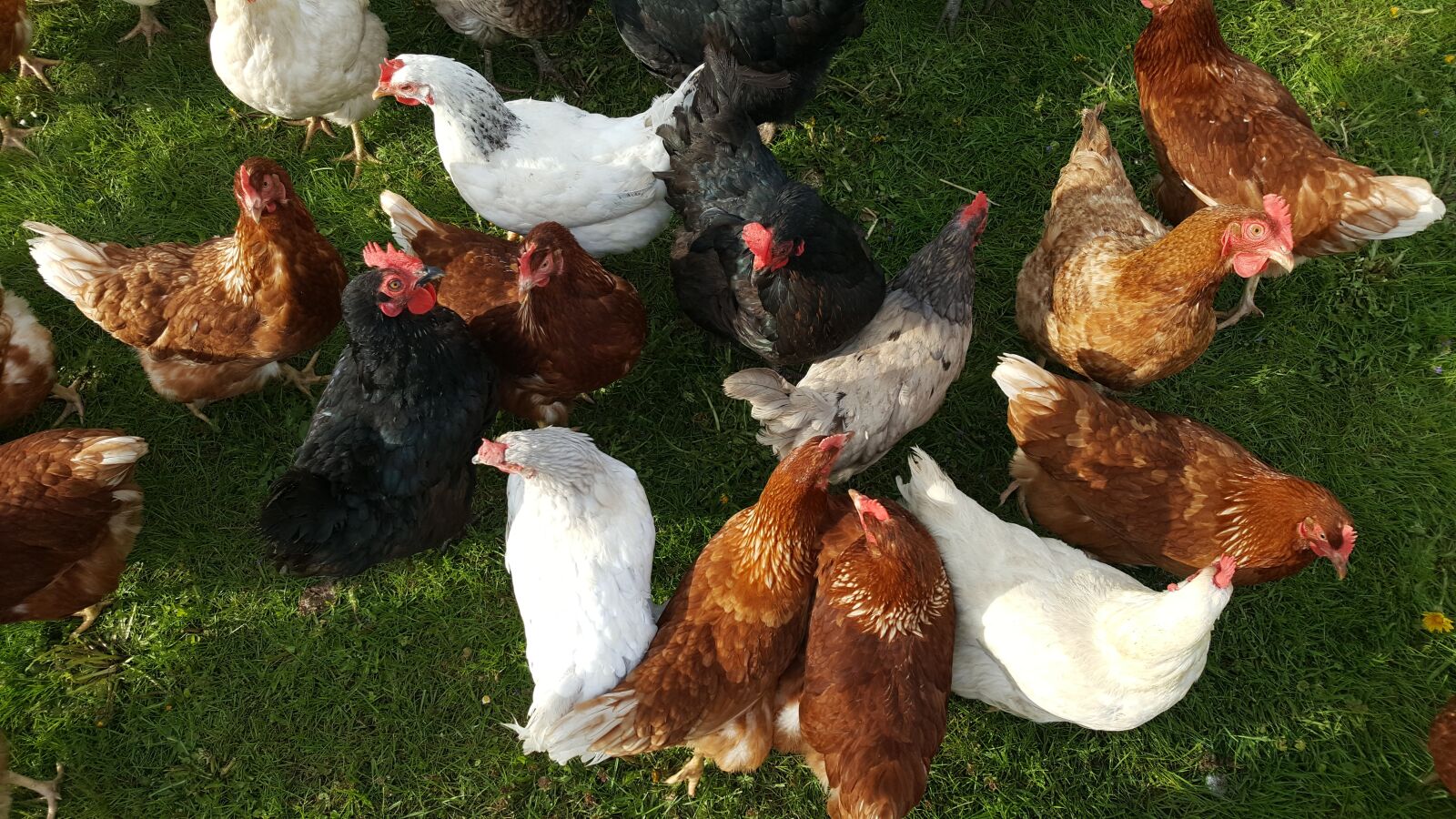 Samsung Galaxy S6 sample photo. Bird, poultry, nature photography