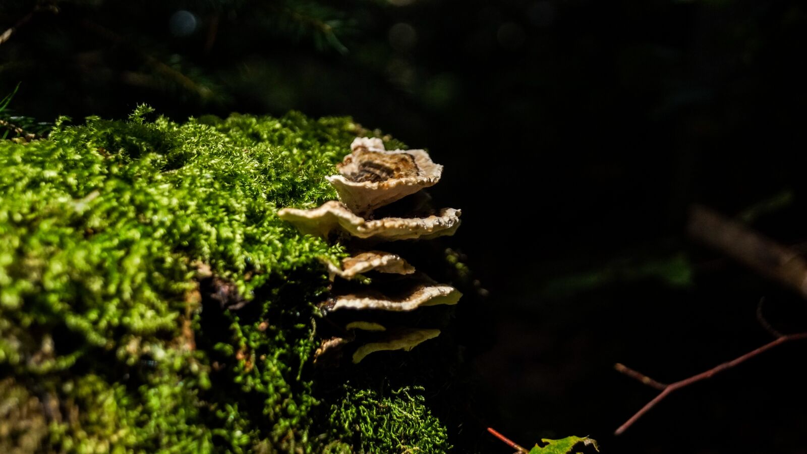 Sony SLT-A68 + Sony DT 18-55mm F3.5-5.6 SAM II sample photo. Moss, mushroom, tree fungus photography