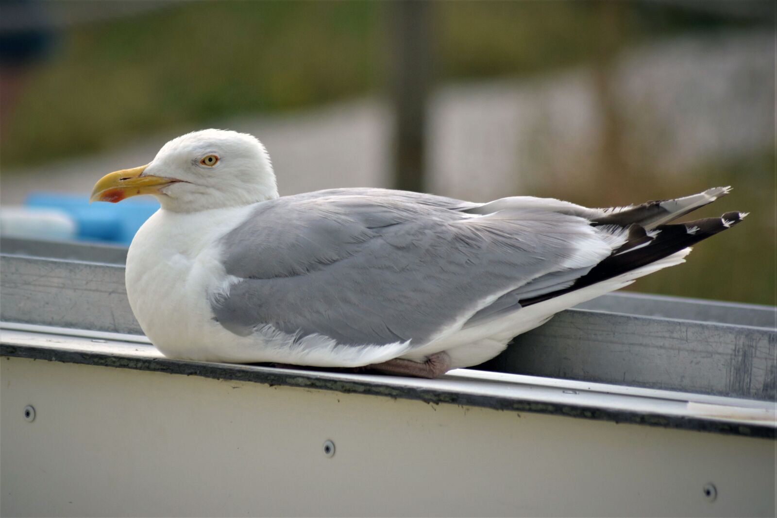 Nikon D5200 sample photo. Seagull, bird, flying photography