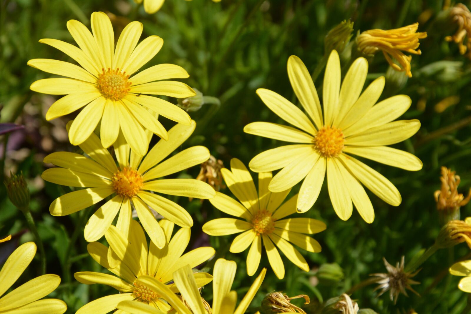 Nikon D5200 sample photo. Yellow daisies, sunshine, blooming photography