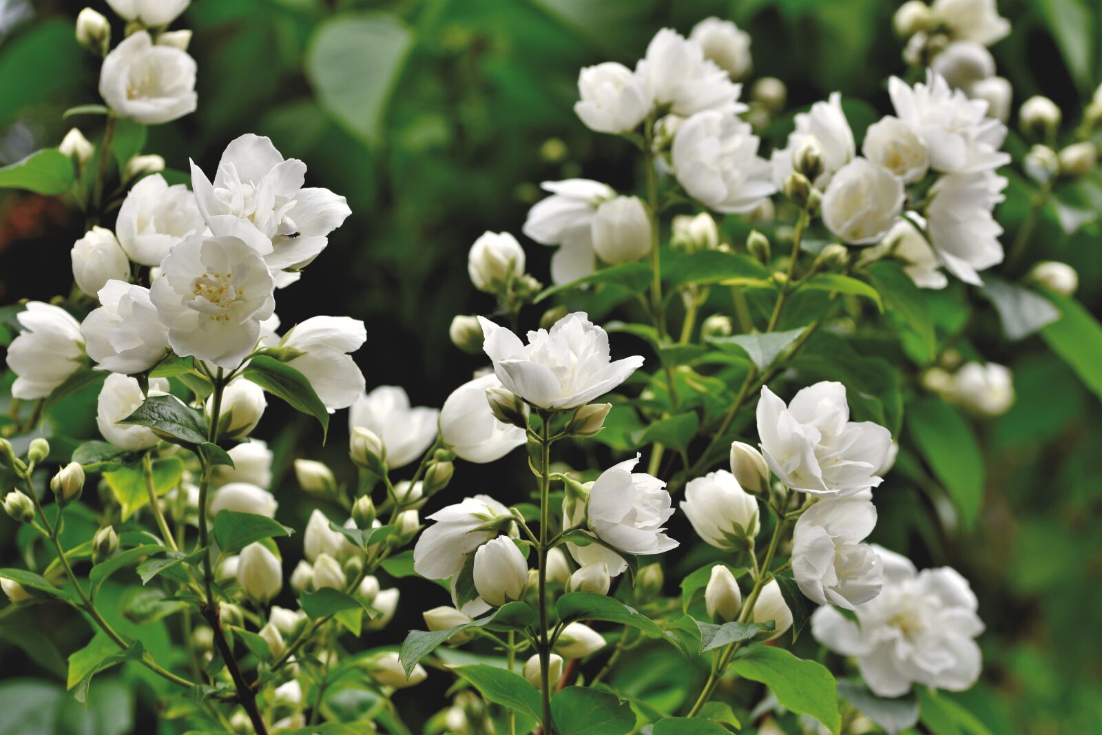 Nikon D7200 sample photo. Scent of jasmine, jasmin photography