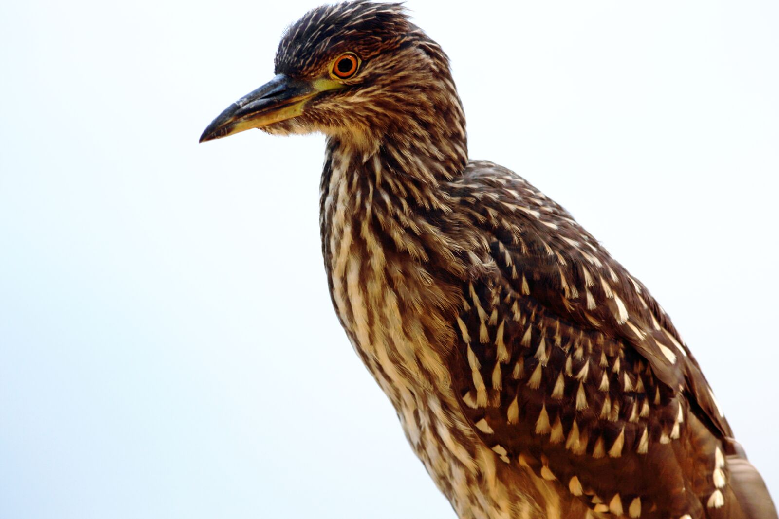 Canon EOS 5D Mark III sample photo. Bird, striated heron, fish photography