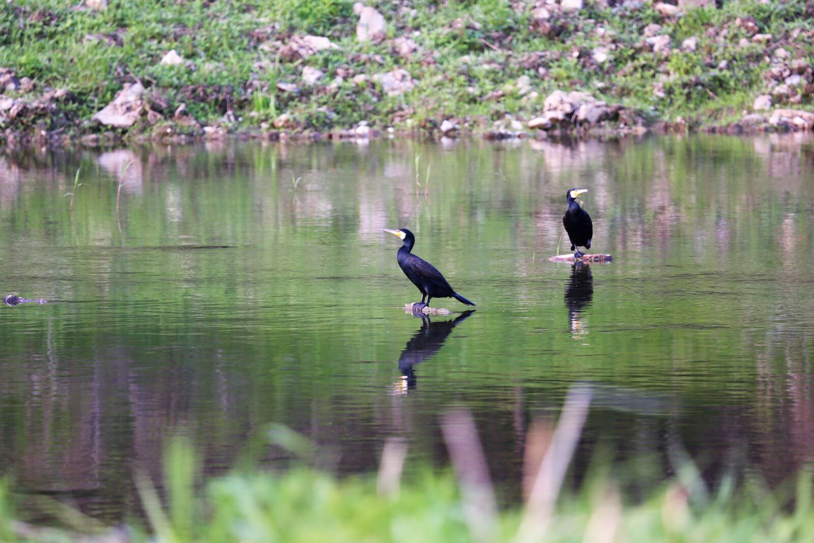 Canon EF 100-400mm F4.5-5.6L IS USM sample photo. Birds, animal, river photography