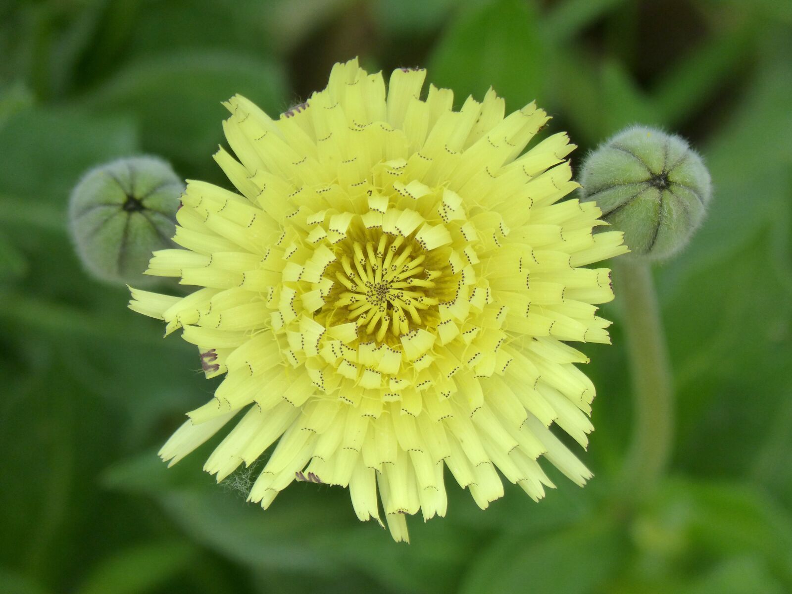 Panasonic DMC-FZ62 sample photo. Yellow flower, detail, beauty photography
