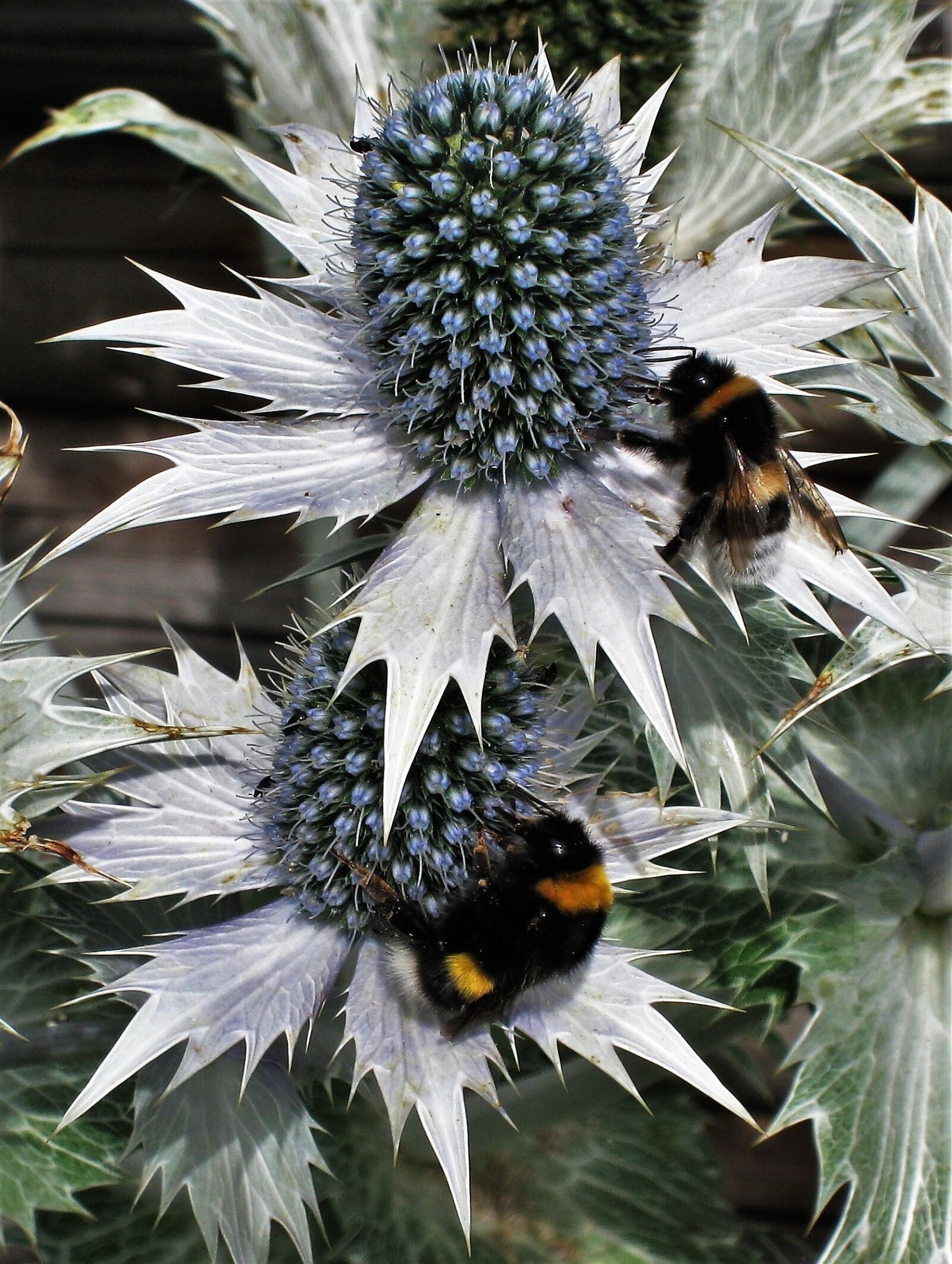 Canon DIGITAL IXUS 860 IS sample photo. Ornamental thistles, bumblebees, bluish photography