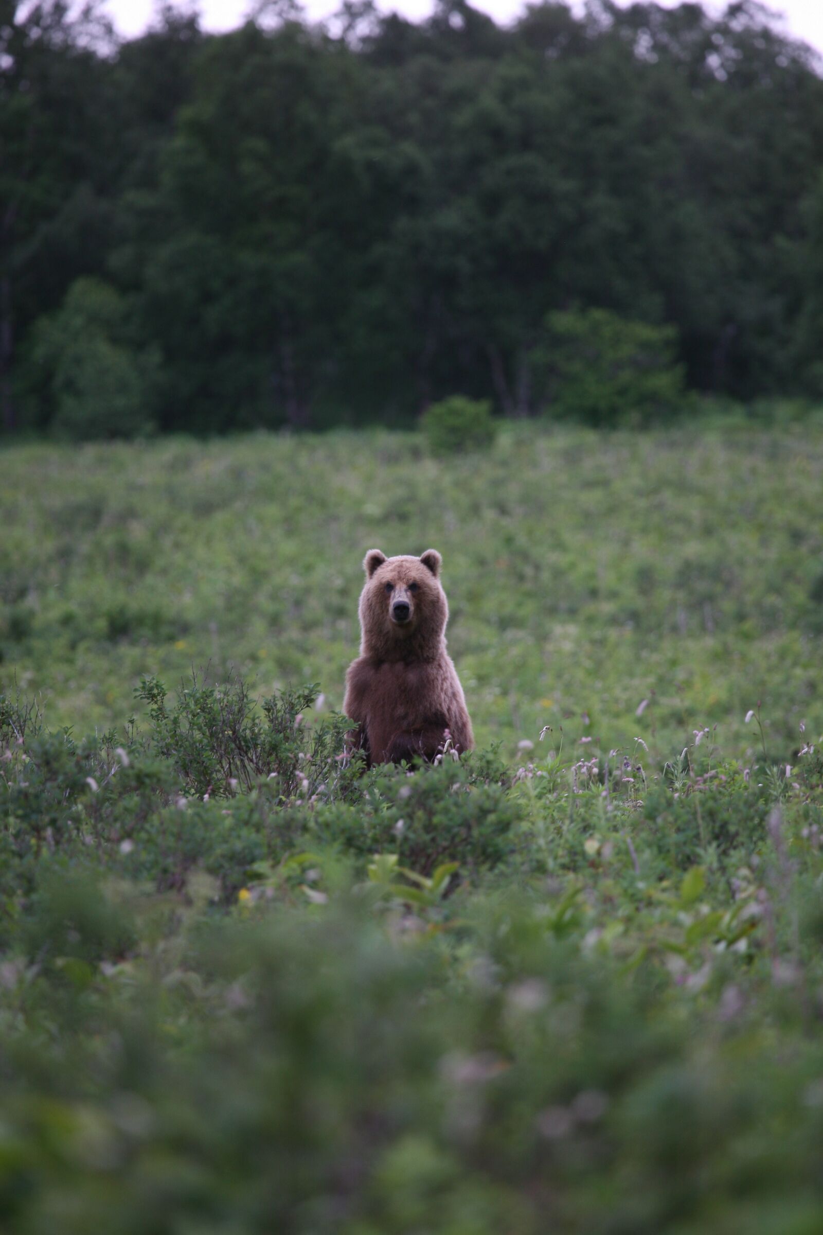 Canon EOS 5D sample photo. Kamchatka, taiga, brown bear photography