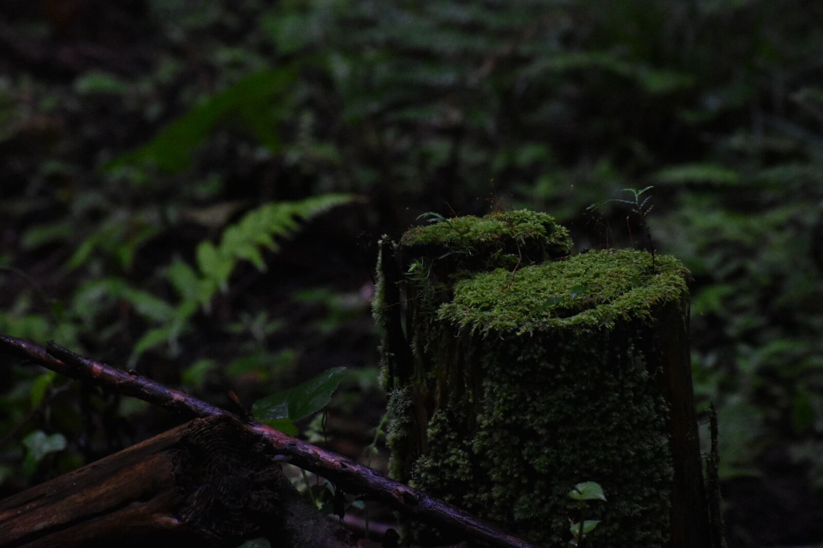 Nikon D3400 sample photo. Moss, natural, rain photography