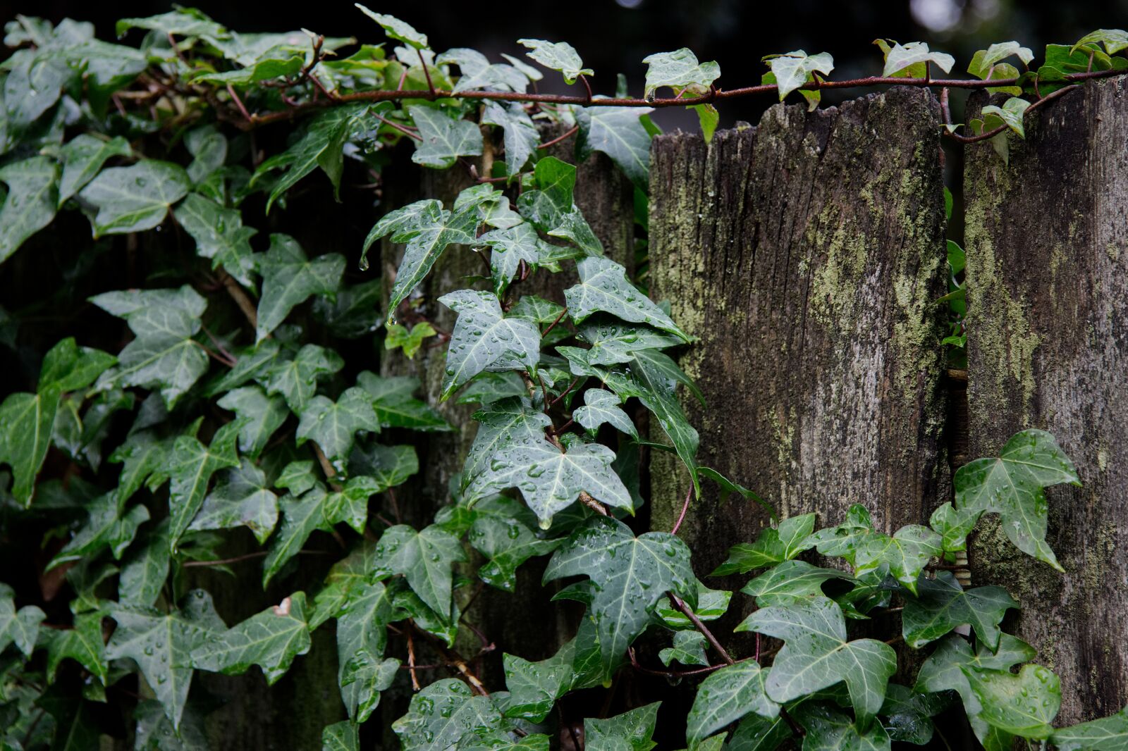 Canon EF-S 17-85mm F4-5.6 IS USM sample photo. Ivy, leaf, climber plant photography