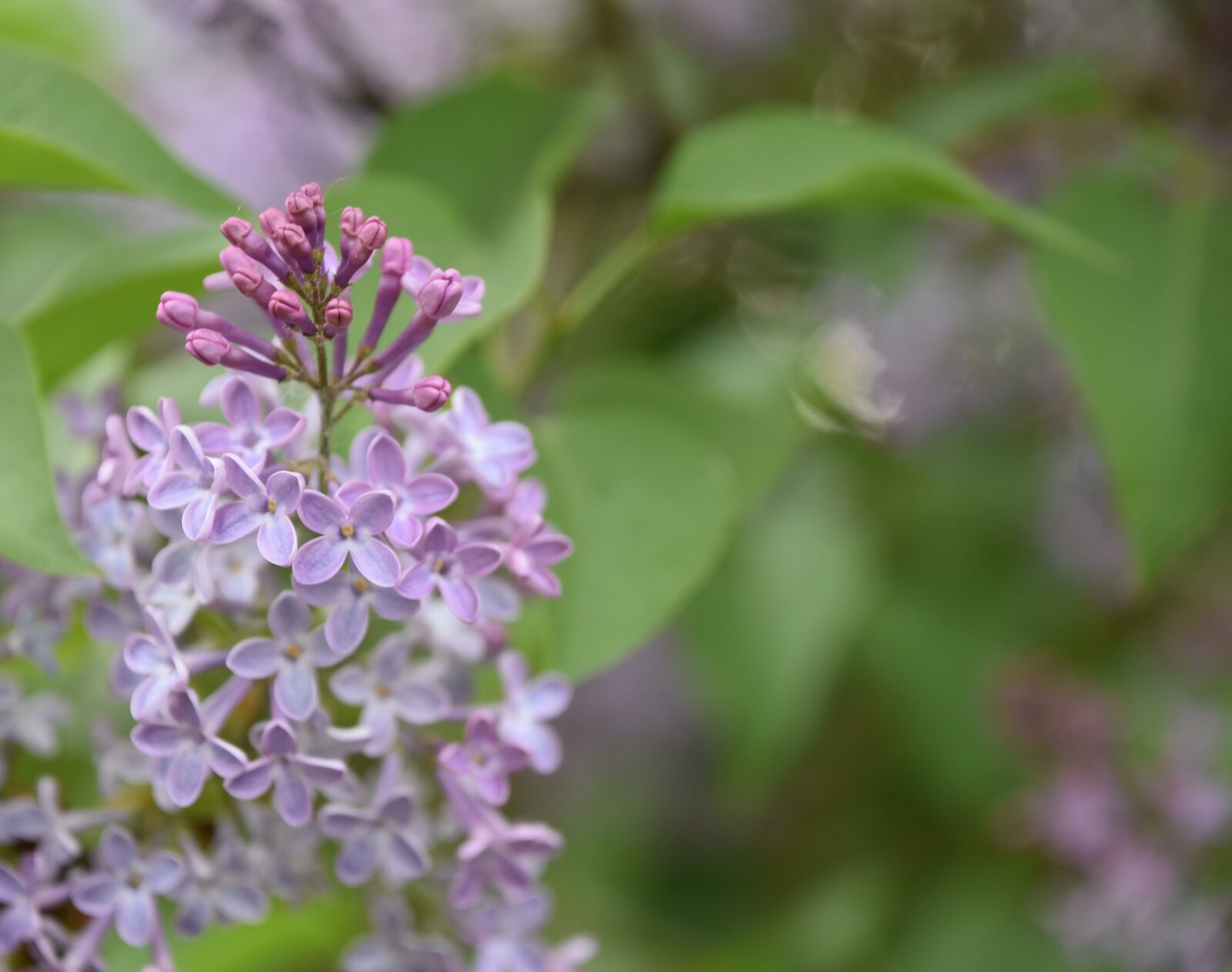 Nikon D5600 sample photo. Flower, plant, nature photography