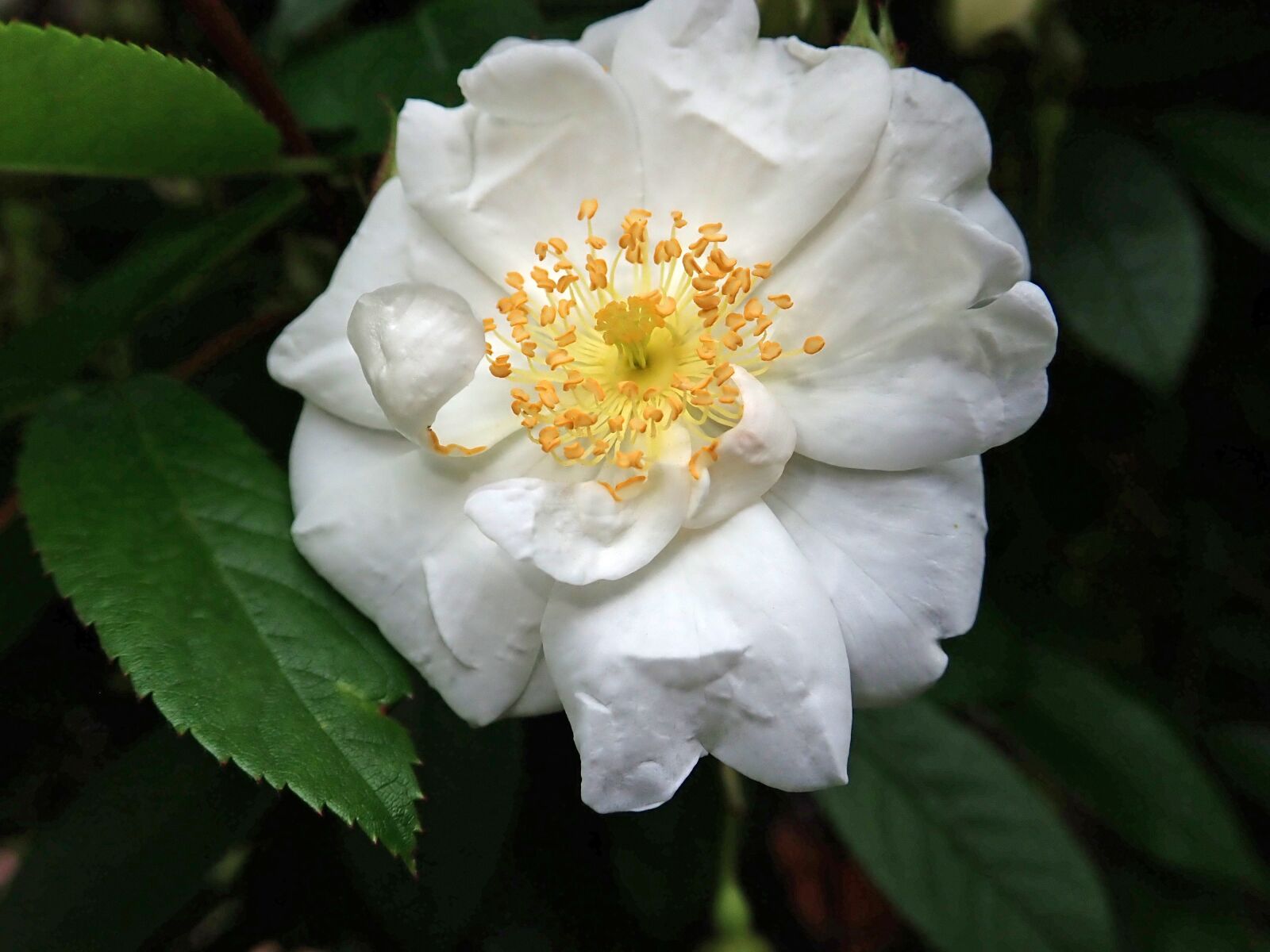 Olympus TG-5 sample photo. Rose, white, flower photography