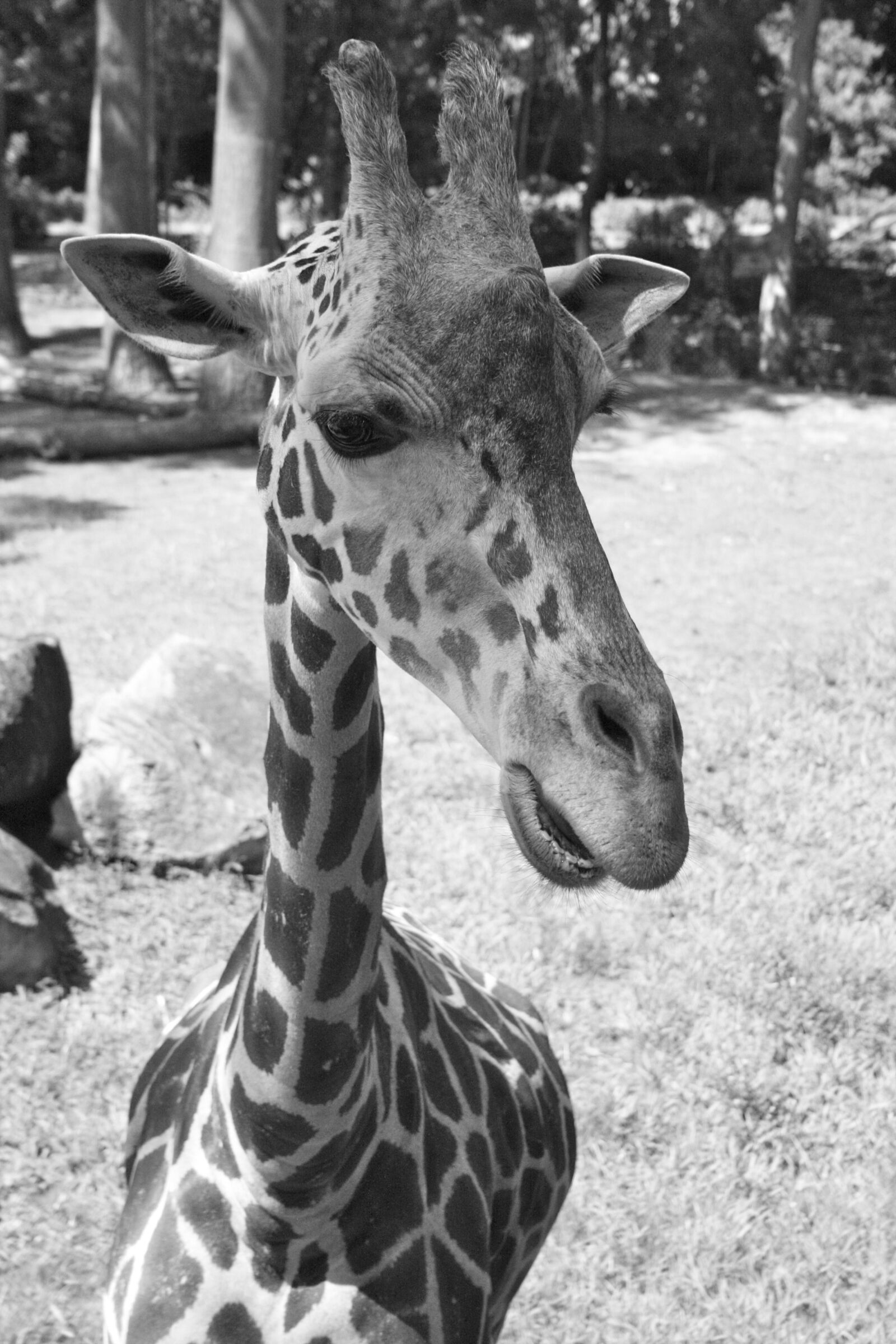 Canon EOS 400D (EOS Digital Rebel XTi / EOS Kiss Digital X) sample photo. Giraffe, wildlife, zoo photography