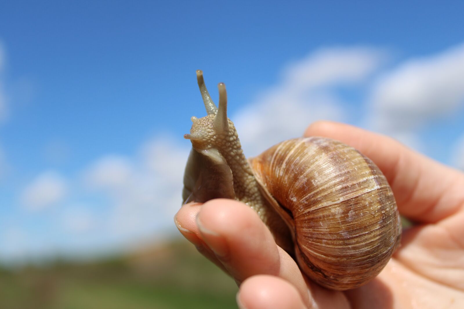 Canon EOS 2000D (EOS Rebel T7 / EOS Kiss X90 / EOS 1500D) sample photo. Snail, hand, nature photography