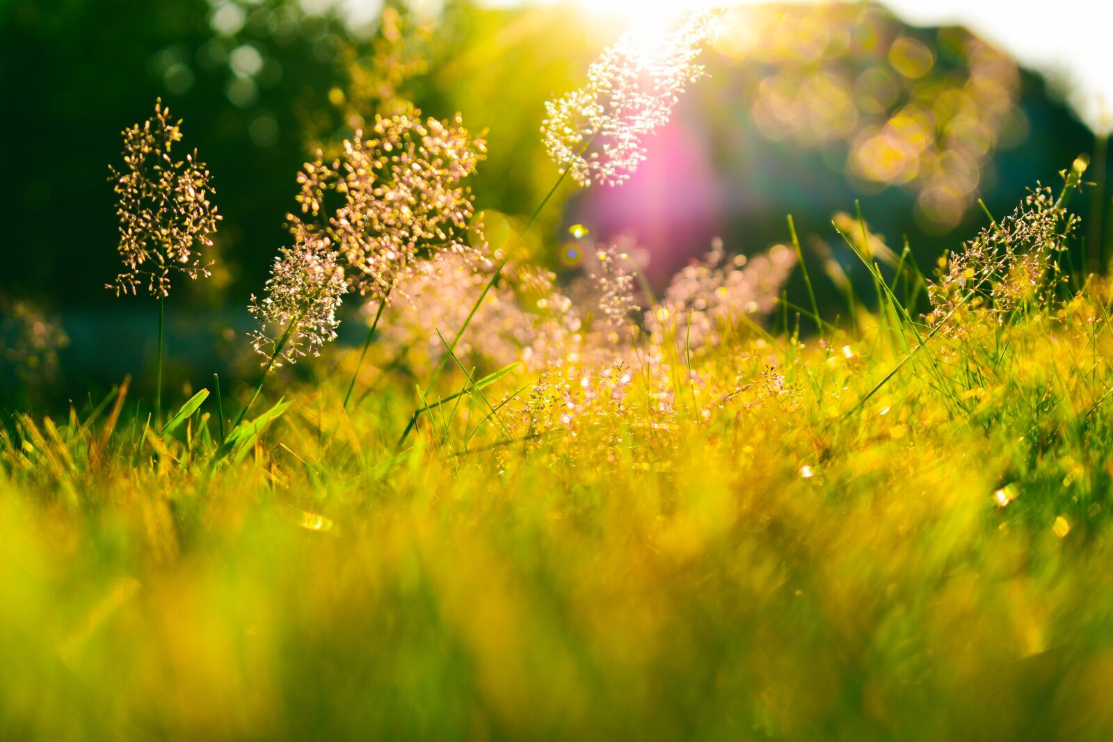 Nikon D5600 sample photo. Grass, sunlight, outdoors photography