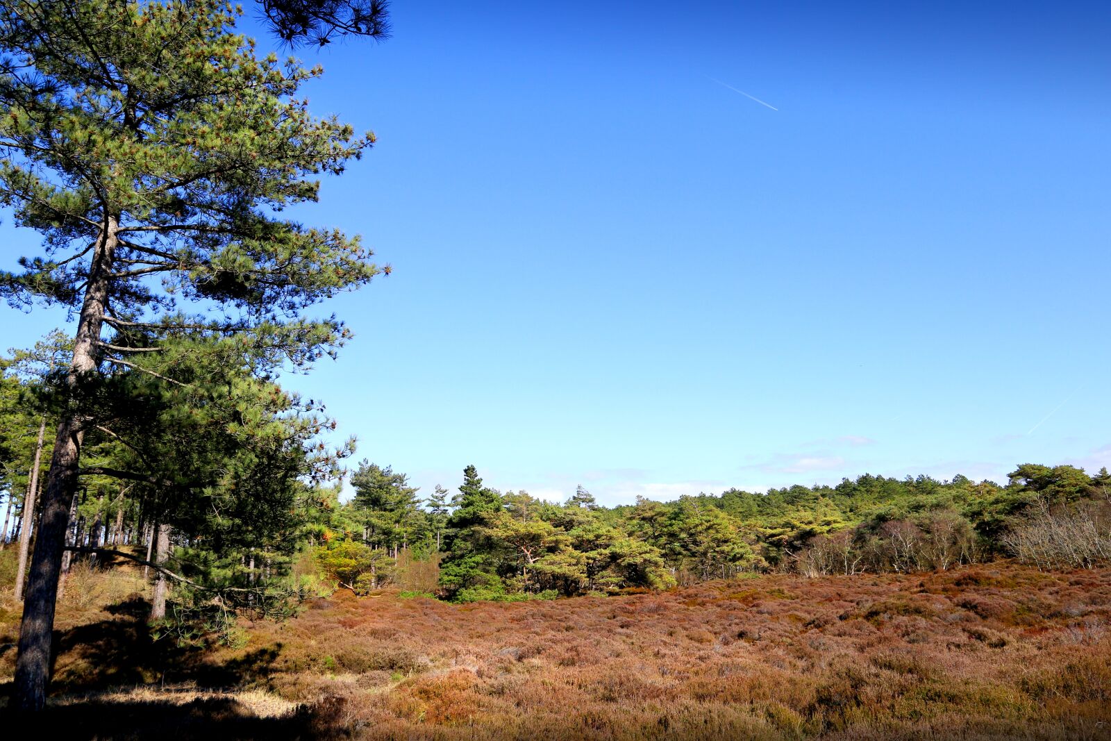 Canon EOS 6D + Canon EF 24-105mm F4L IS USM sample photo. Moorland, nature, moor photography