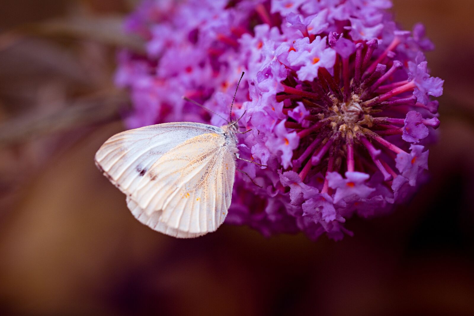 Nikon D7100 sample photo. Large cabbage white ling photography