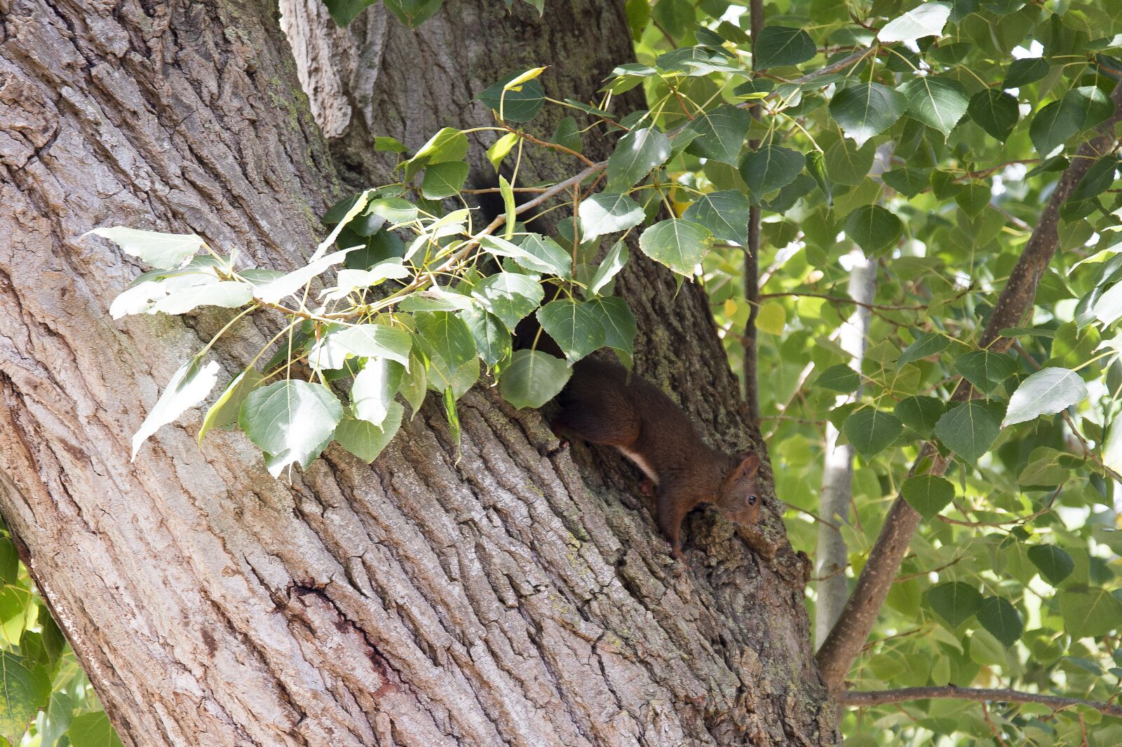 Nikon D800 sample photo. Animals, squirrel, rodents photography
